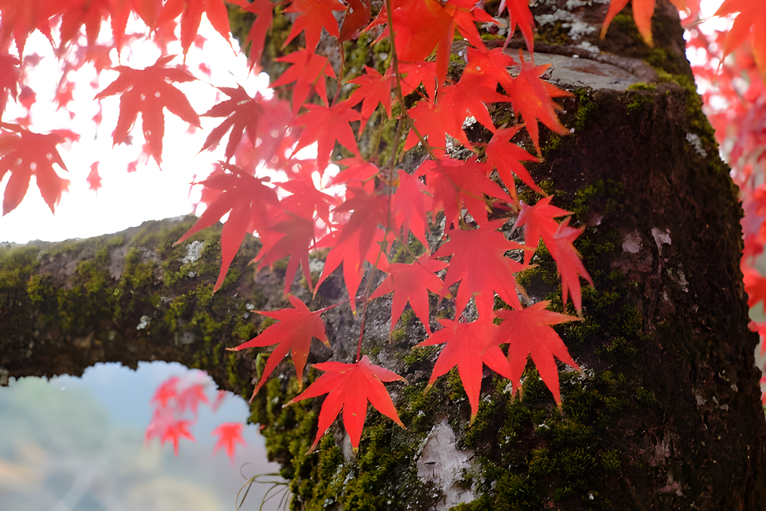 淀川右岸~京奈和自転車道で嵐山へ紅葉ライド featured image