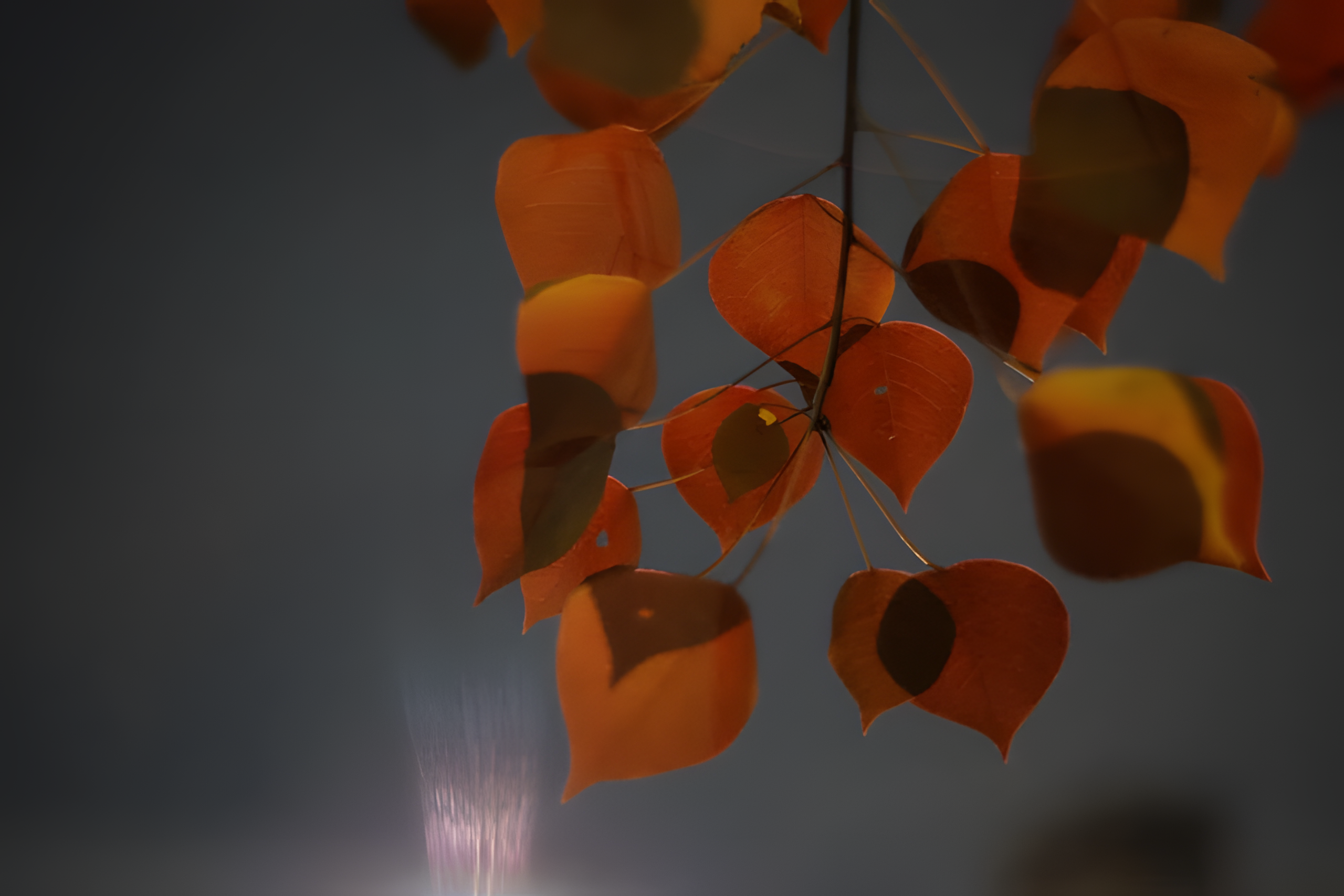 夜の紅葉した葉