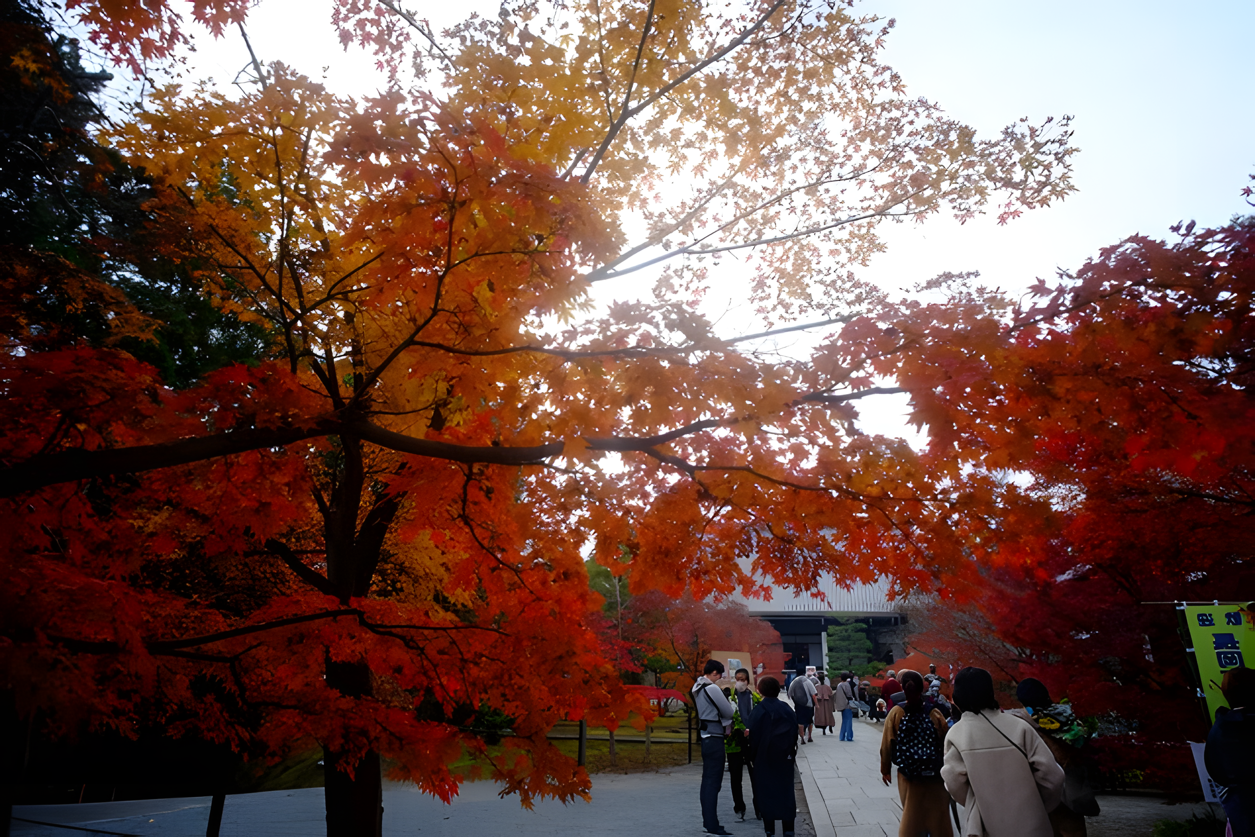 御影堂前の紅葉