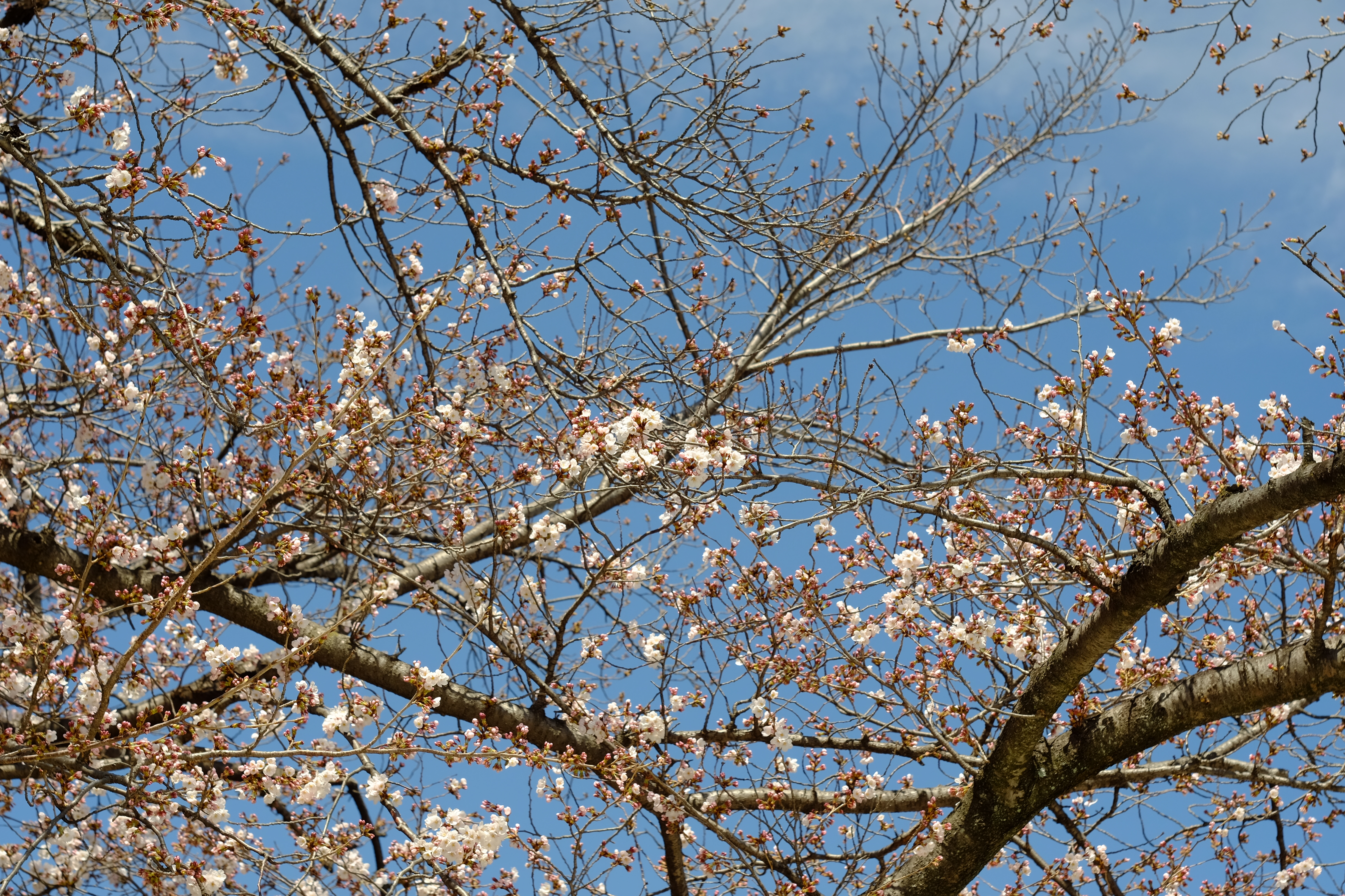 桜の花