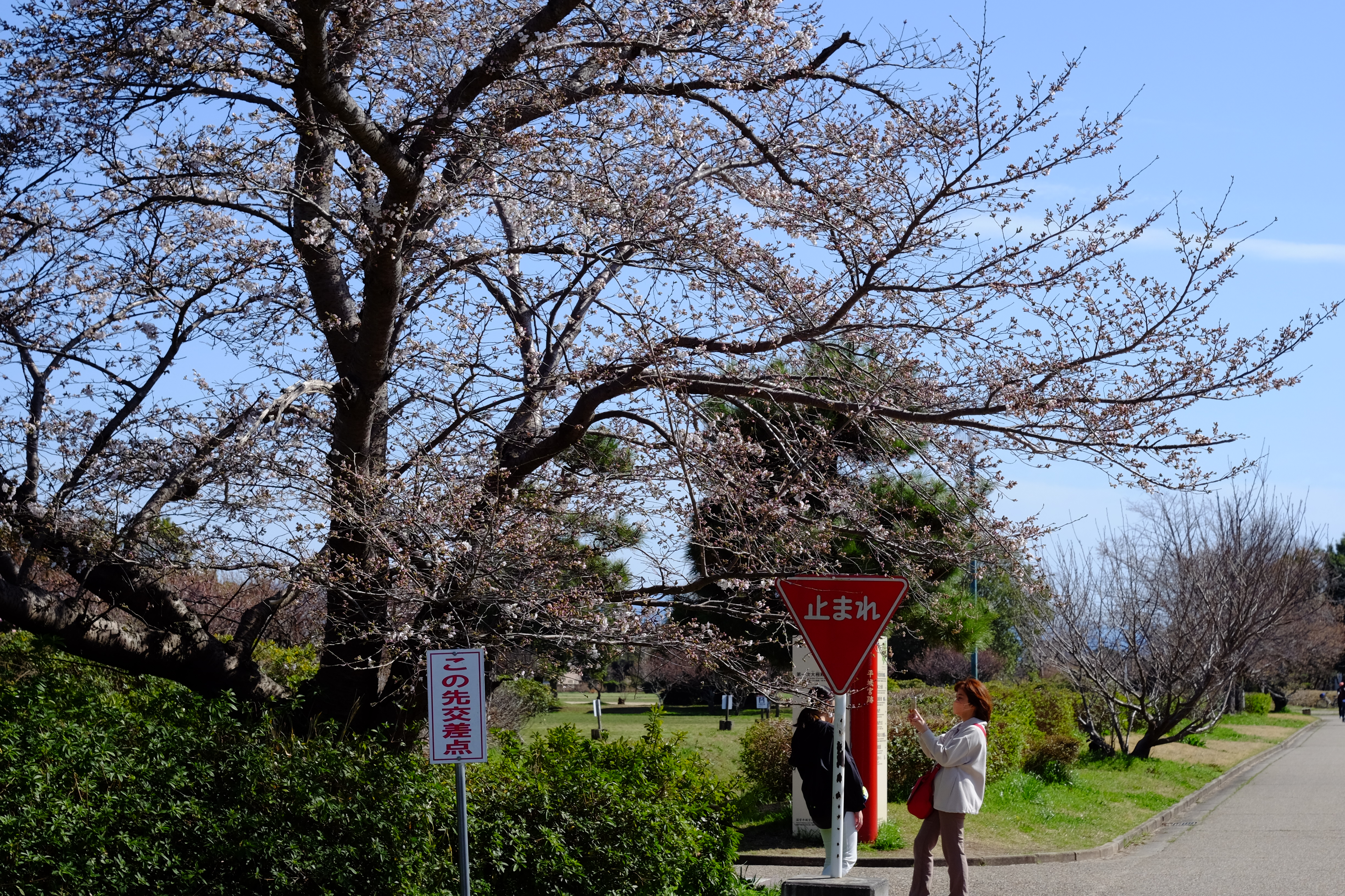 満開の桜の木