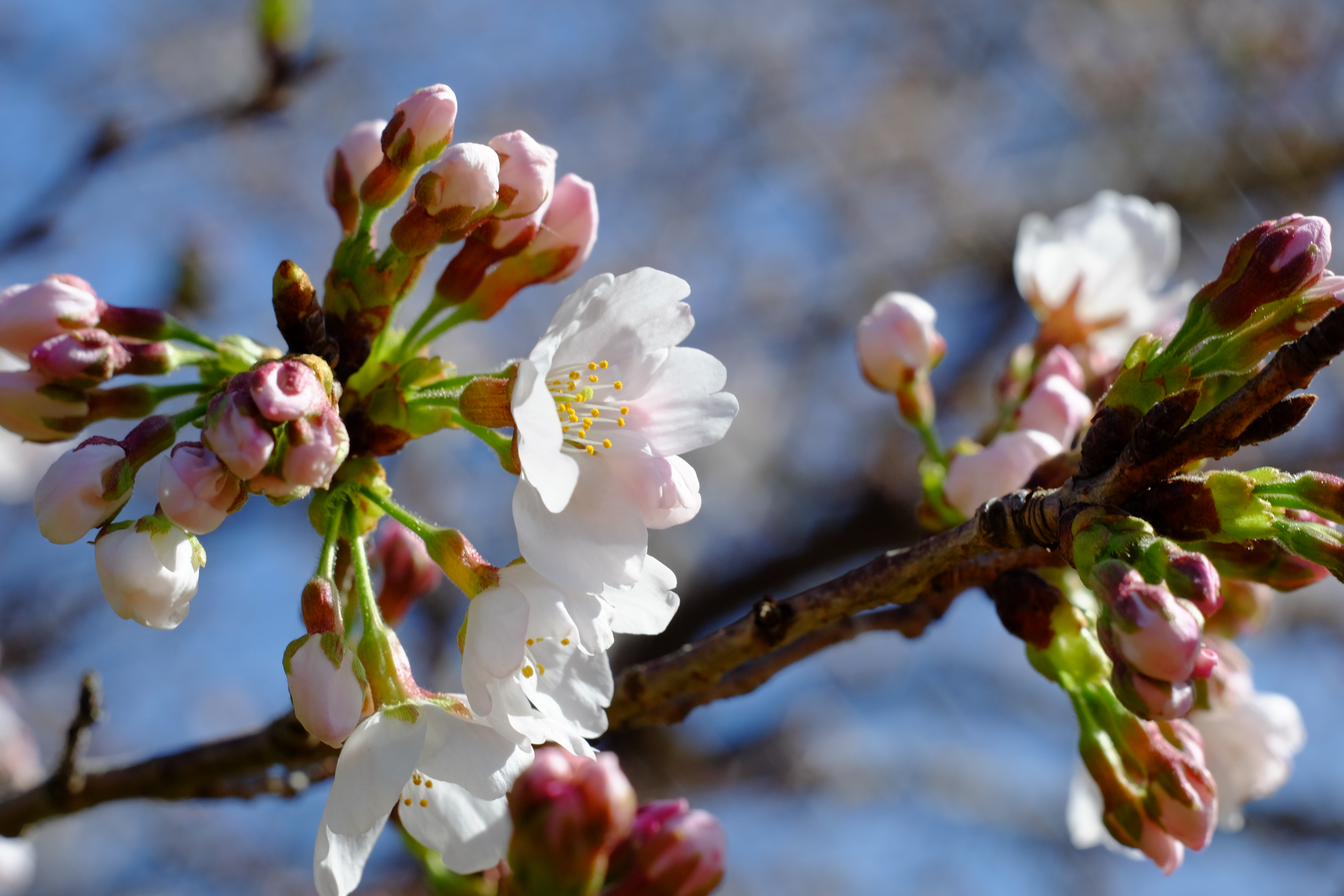 桜の花
