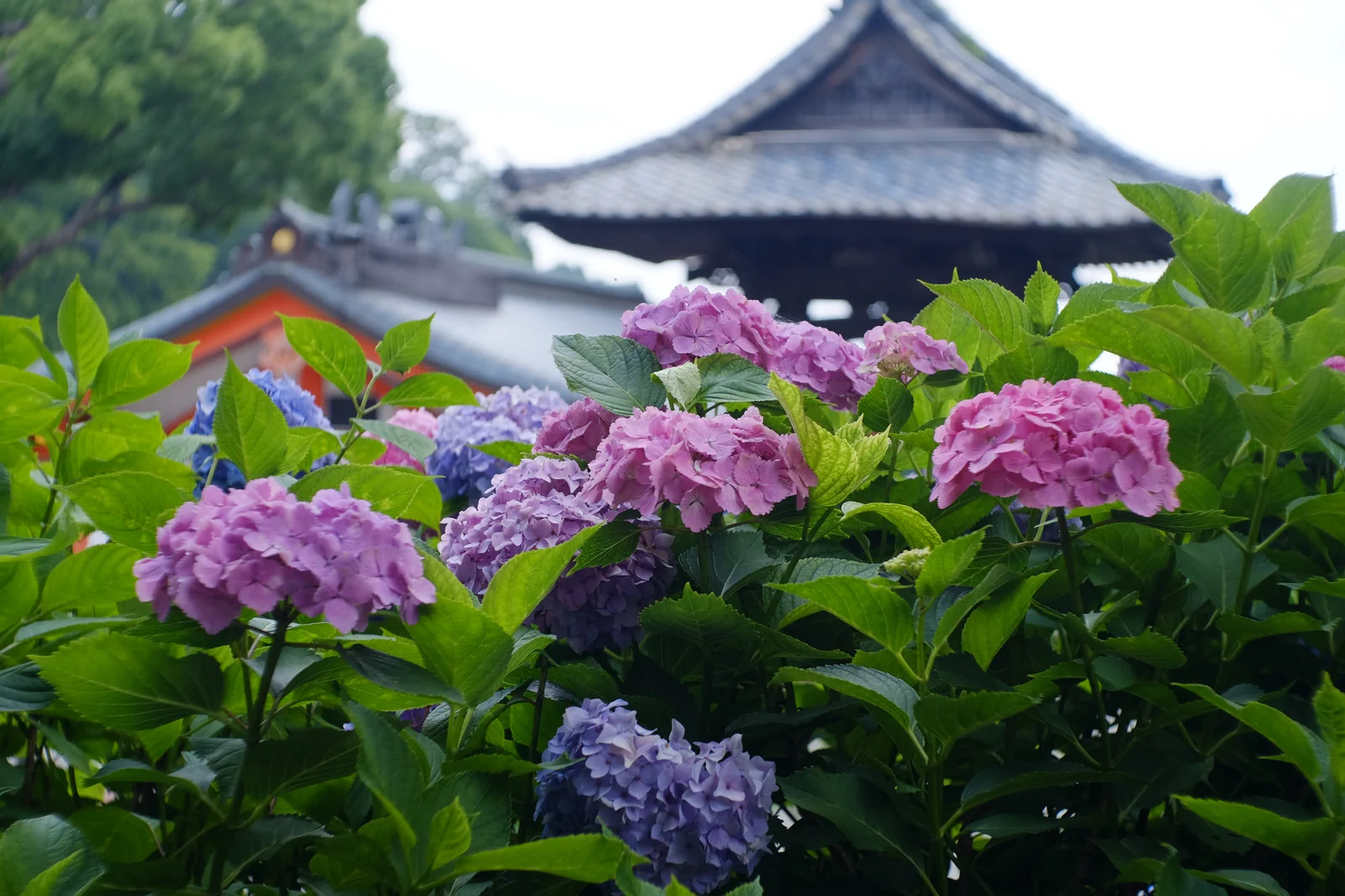 お寺とあじさいの風景