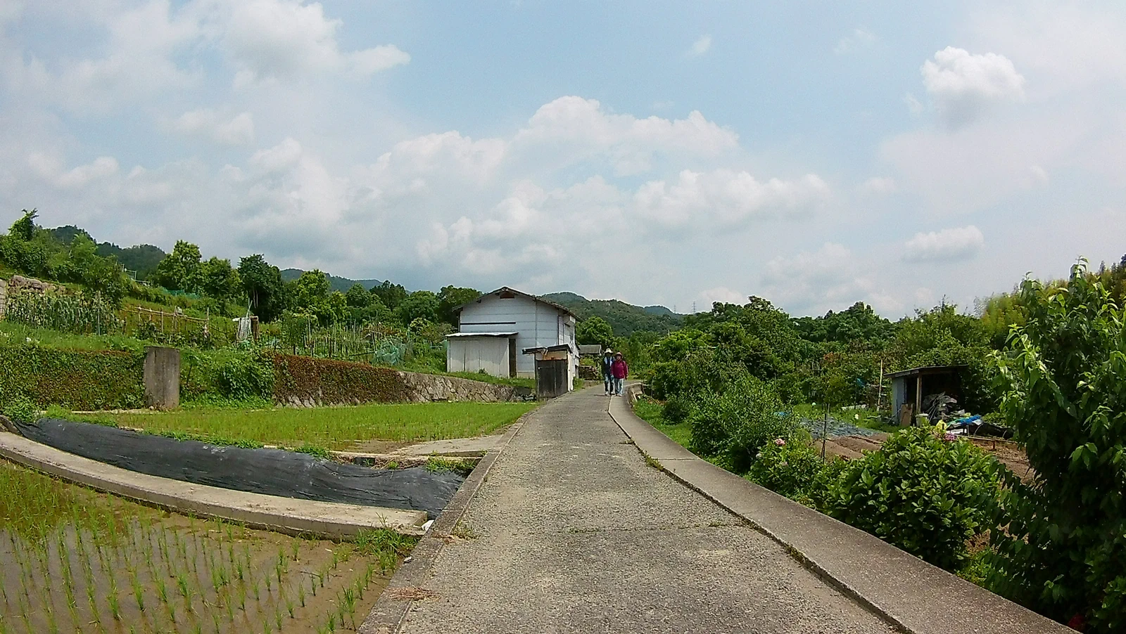 畑に囲まれた細い道