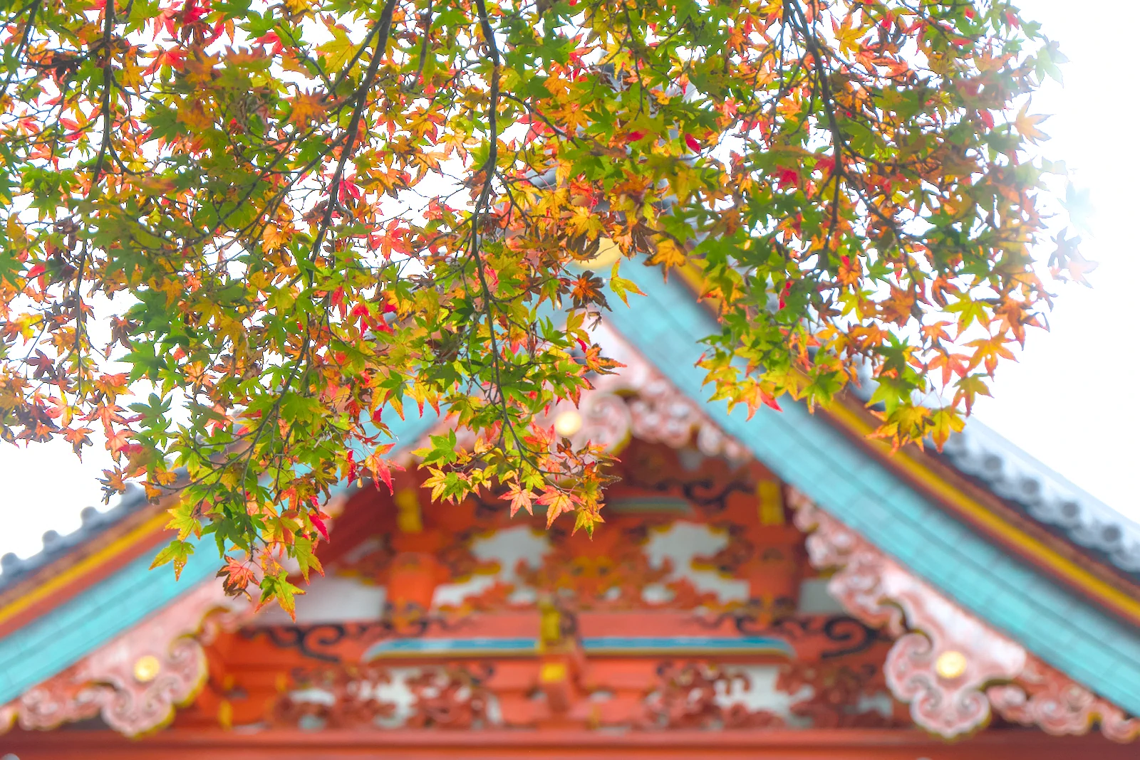 本堂前の紅葉