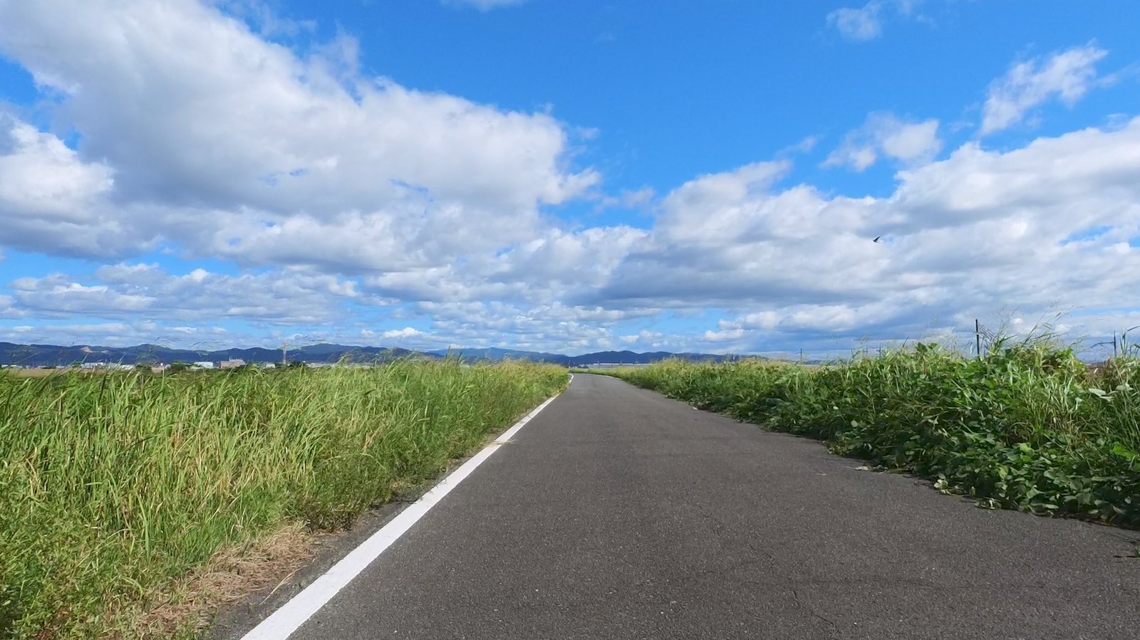 木津川沿いの自転車道