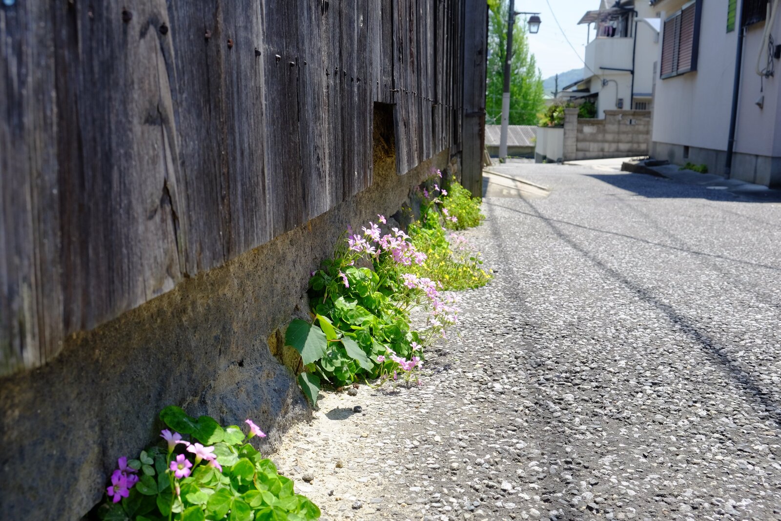 寺内町の路地に咲く花
