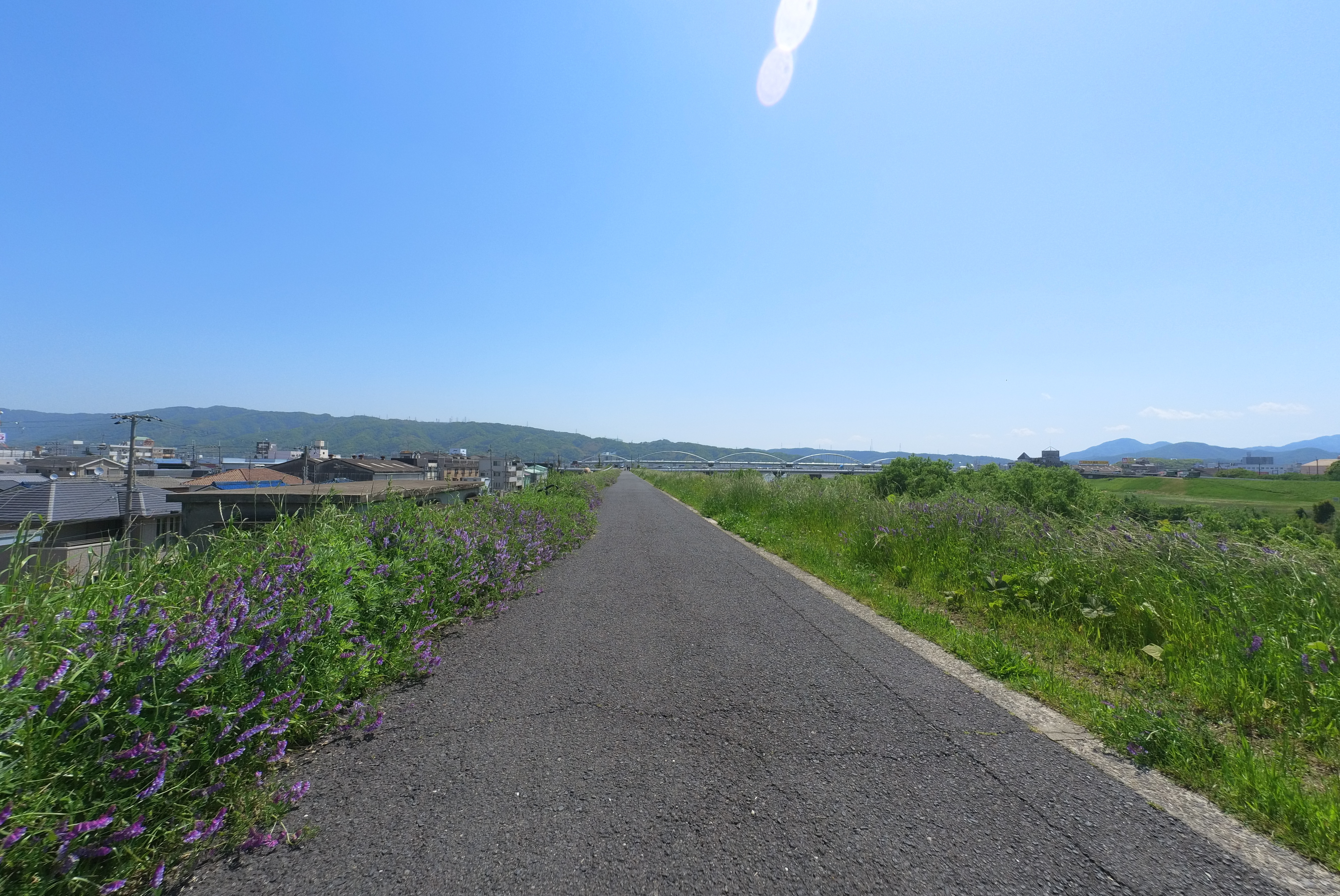 紫色の小さな花が咲く自転車道