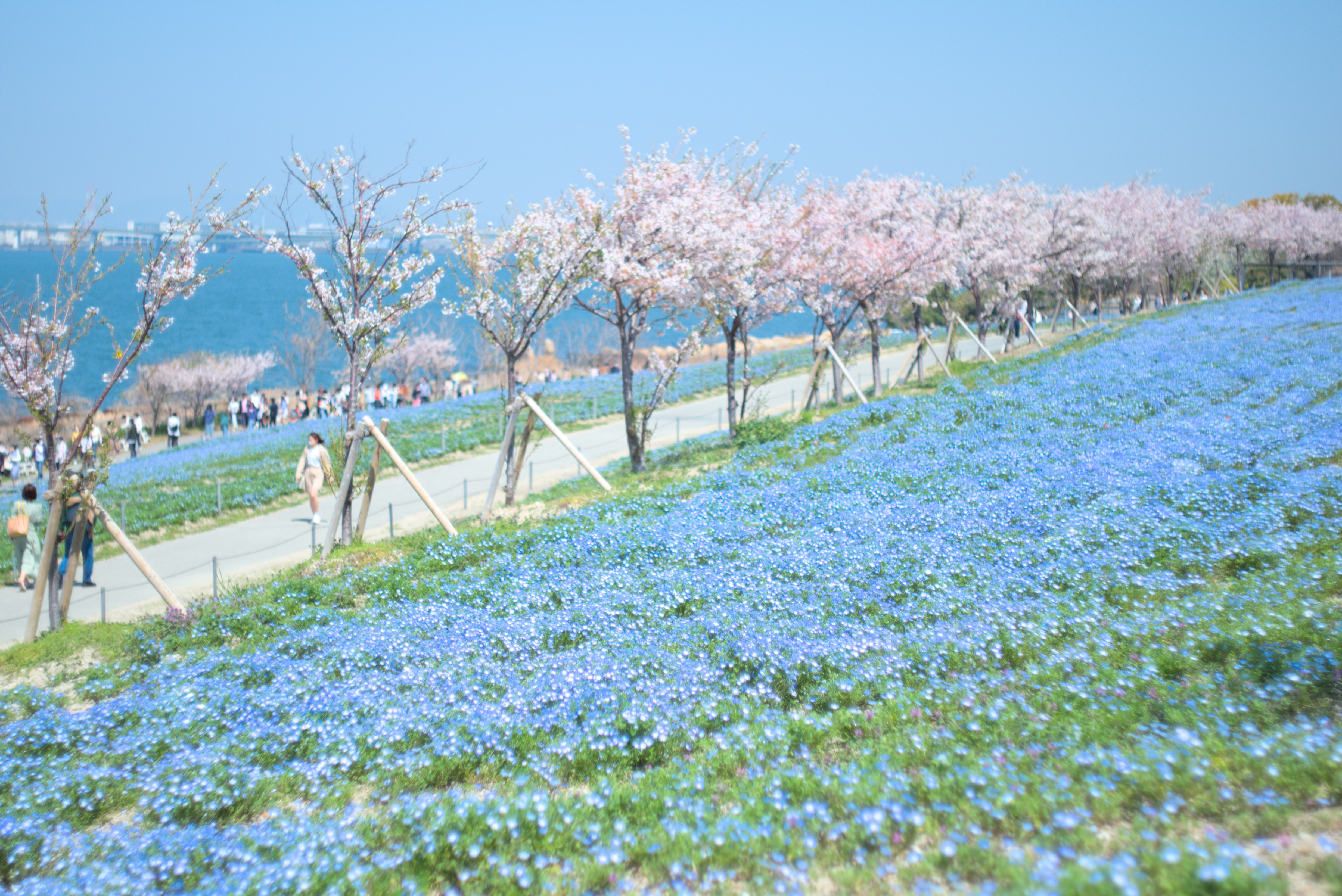 ネモフィラと桜並木
