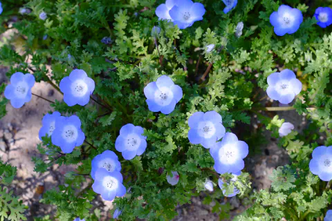 真上から観たネモフィラの花