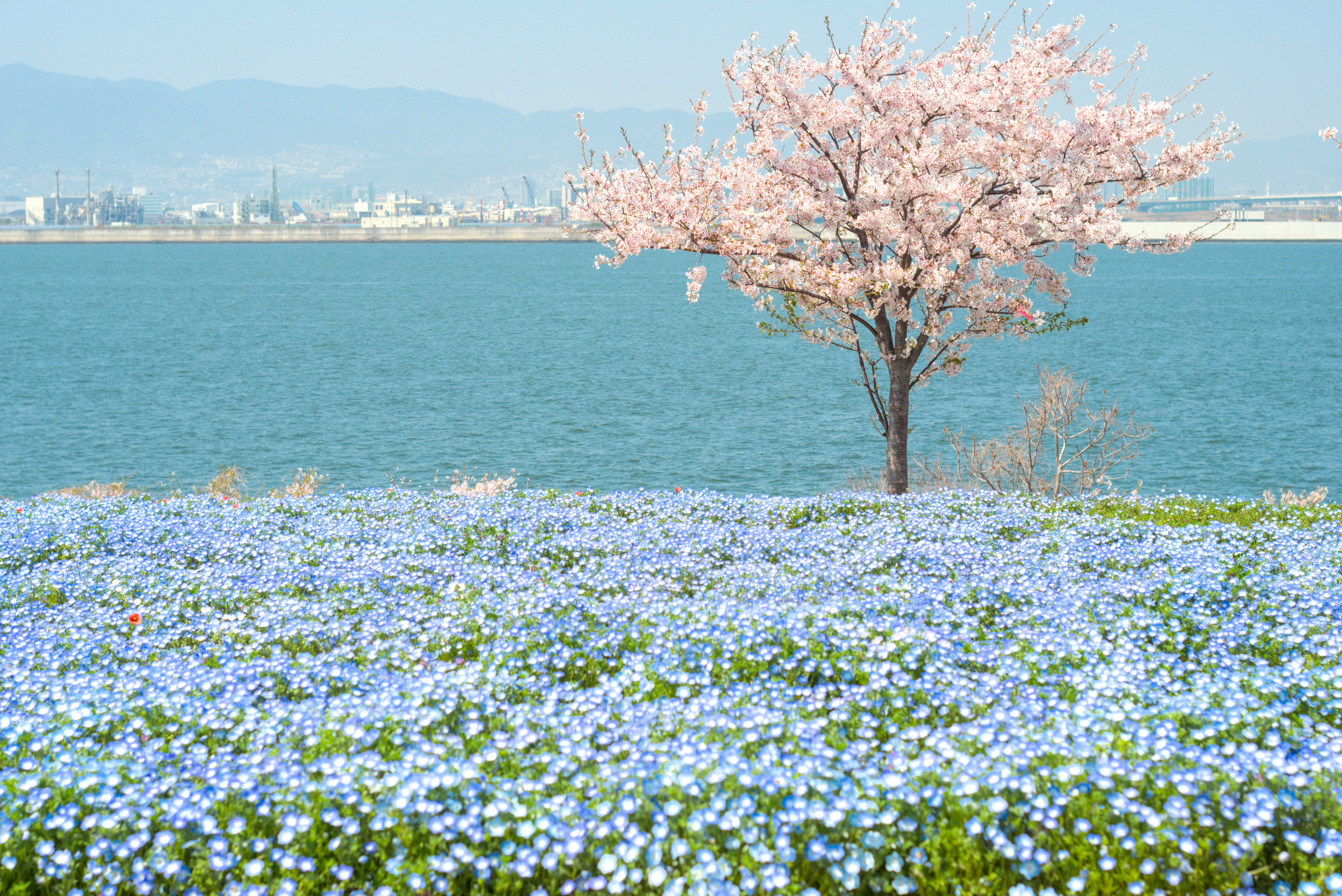 ネモフィラと桜
