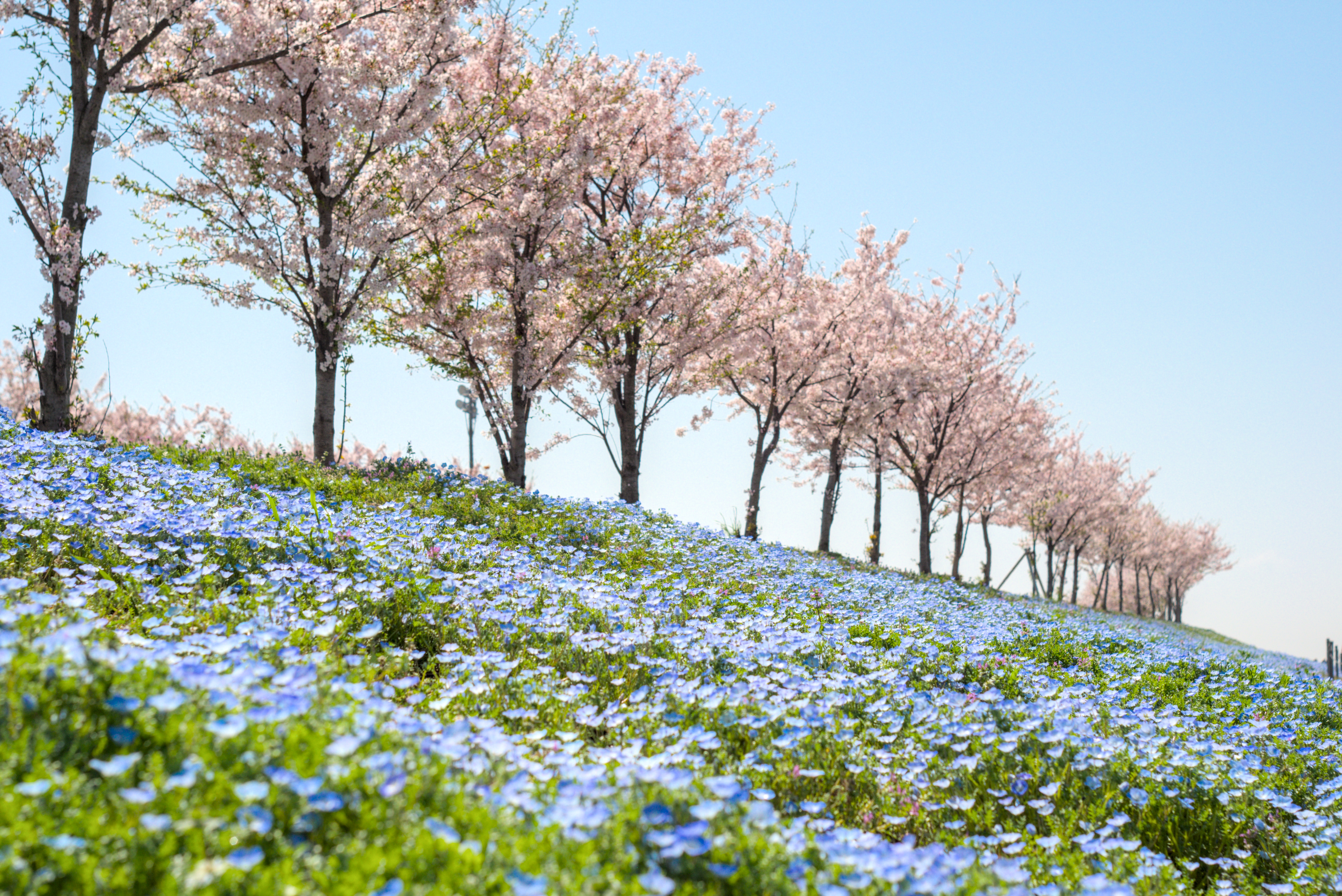 ネモフィラと桜並木