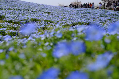 一面に広がるネモフィラ畑