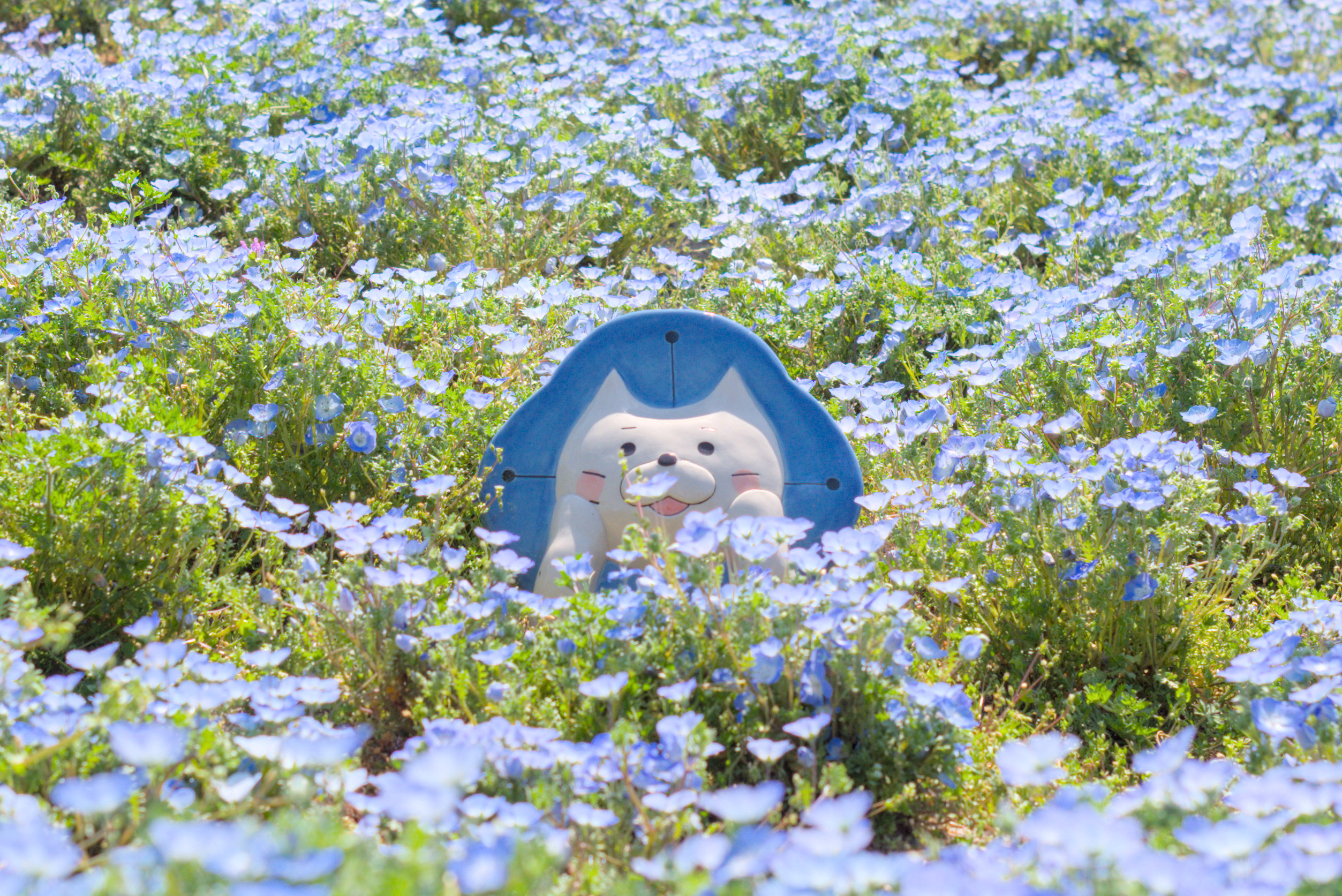 舞洲のネモフィラを観に行くライド featured image