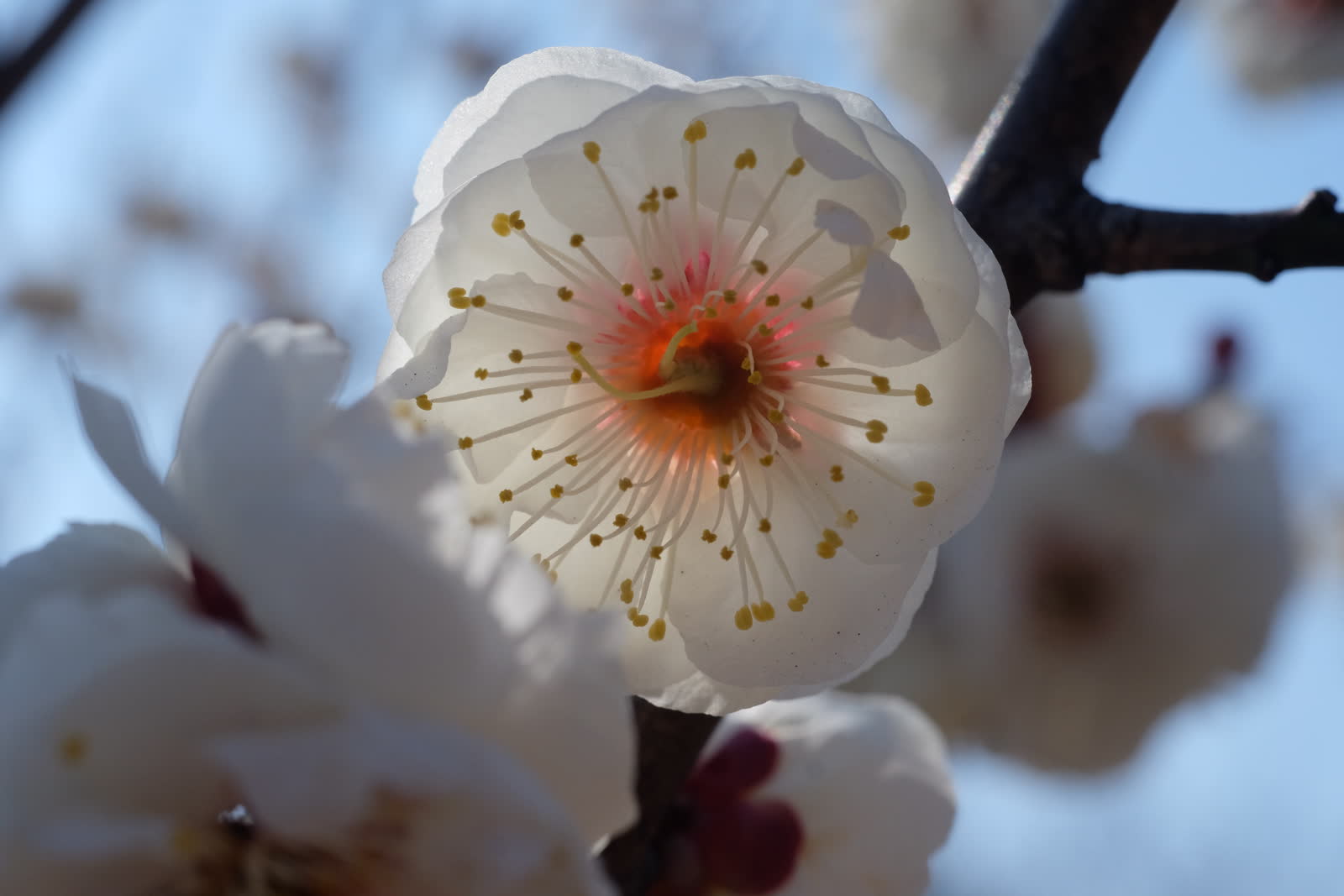 白い梅の花