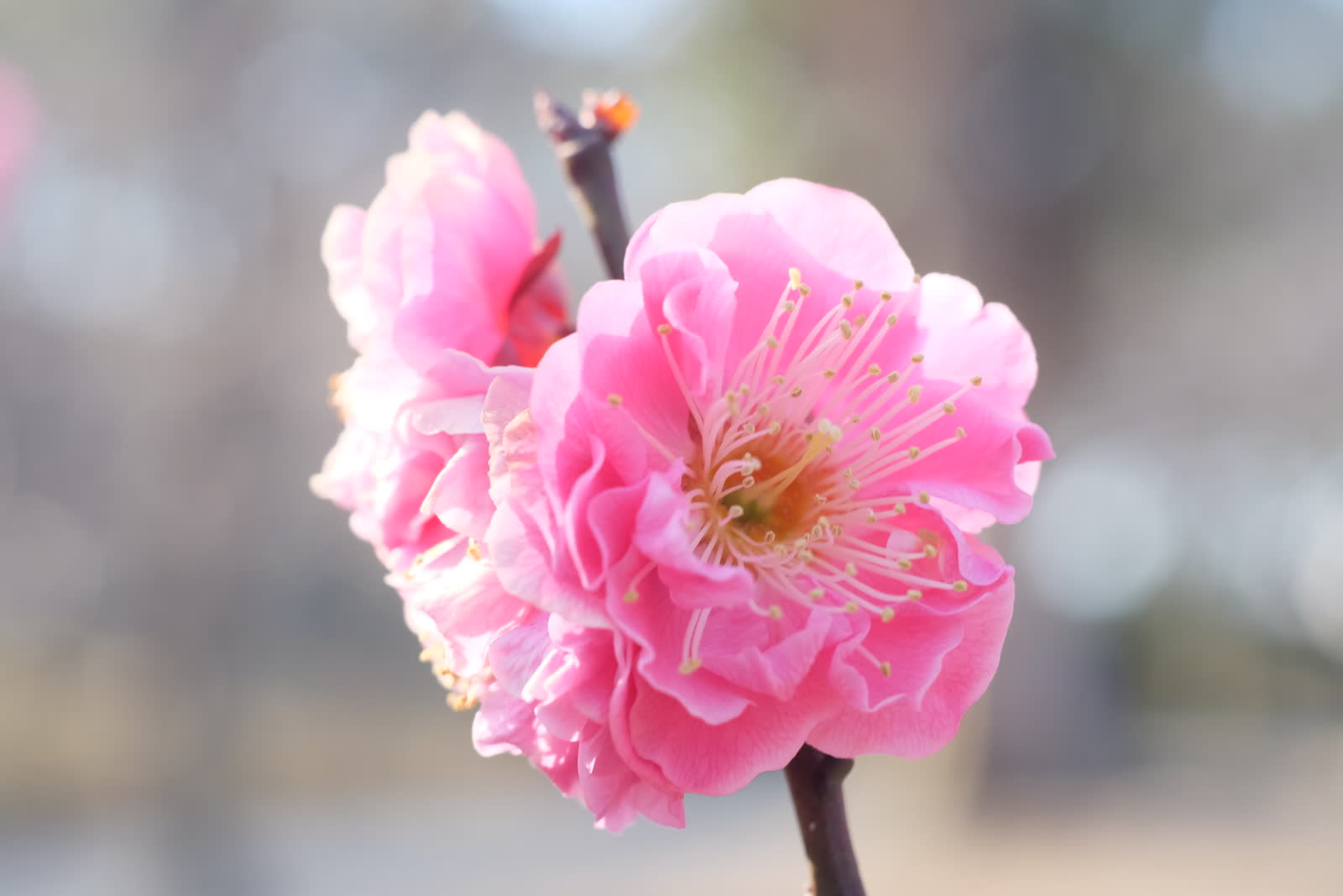 大阪 梅の花めぐりサイクリング(その1) featured image