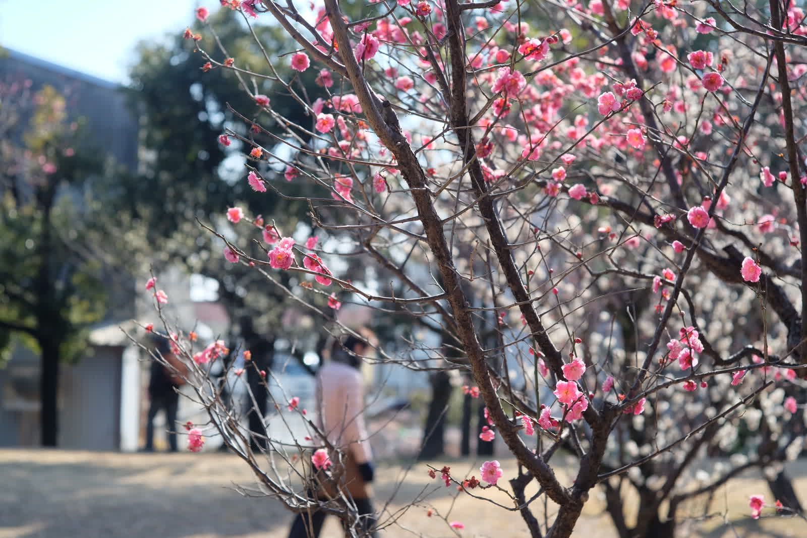 梅の枝と花