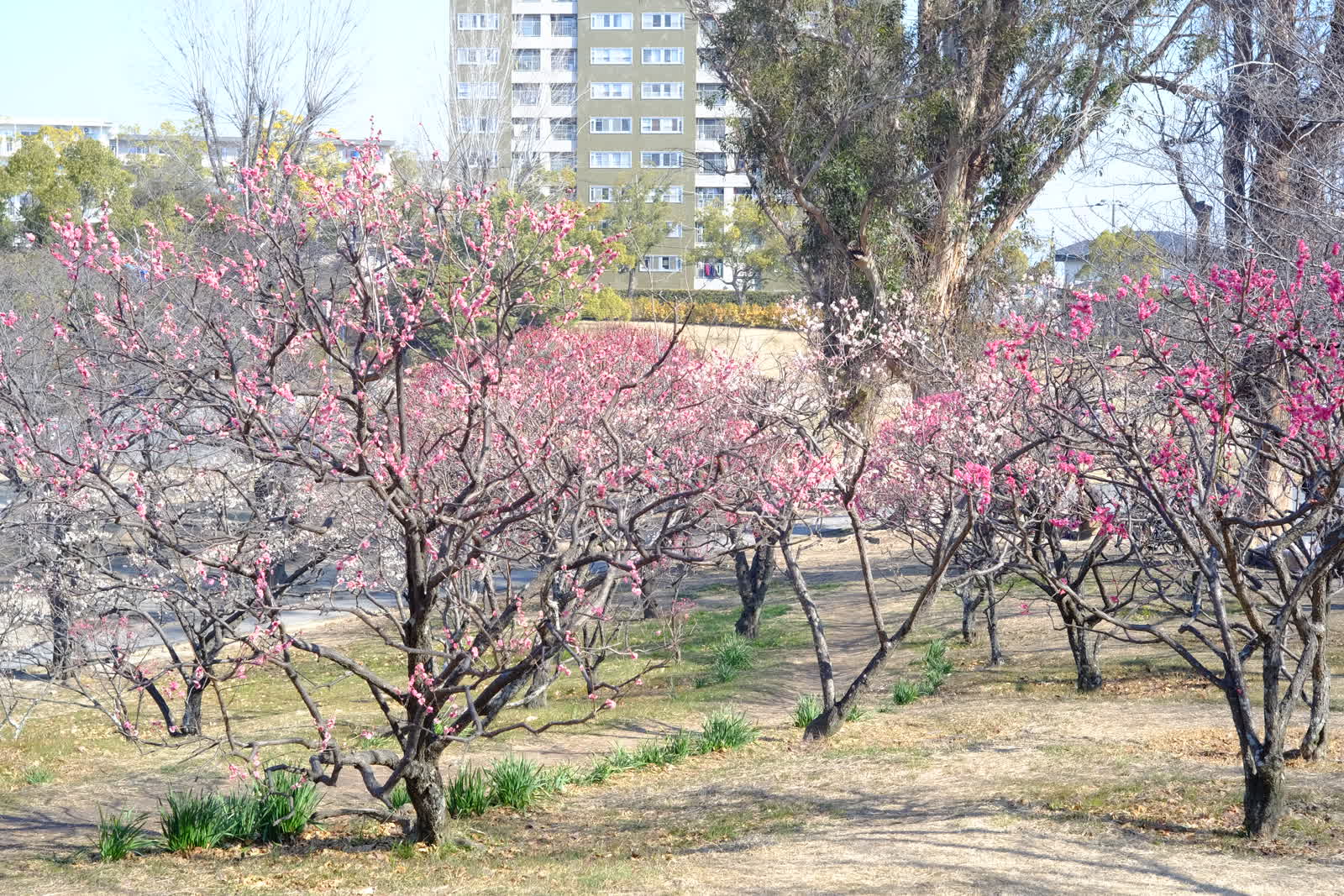 千里南公園の梅林