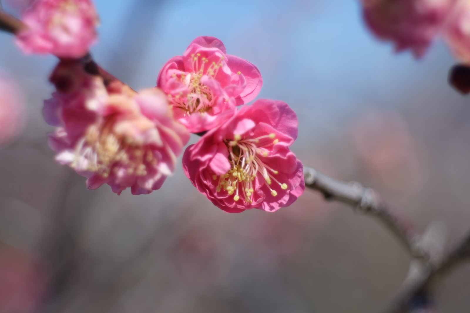 梅の花