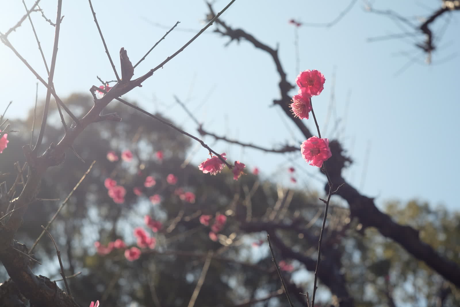 梅の花
