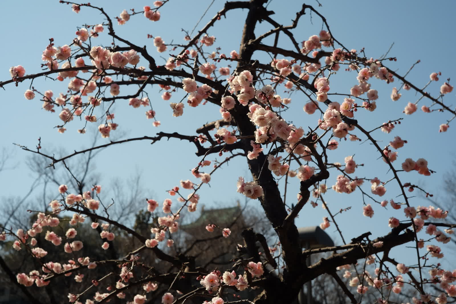 大阪 梅の花めぐりサイクリング(その2) featured image