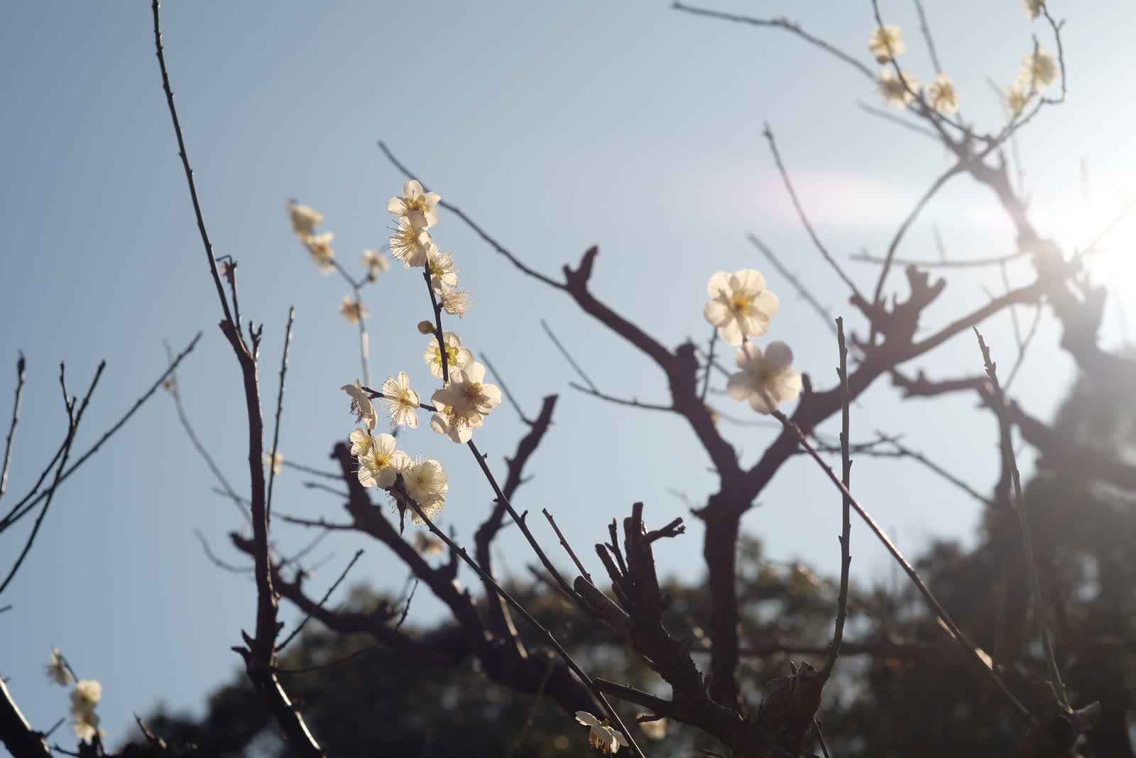 梅の花