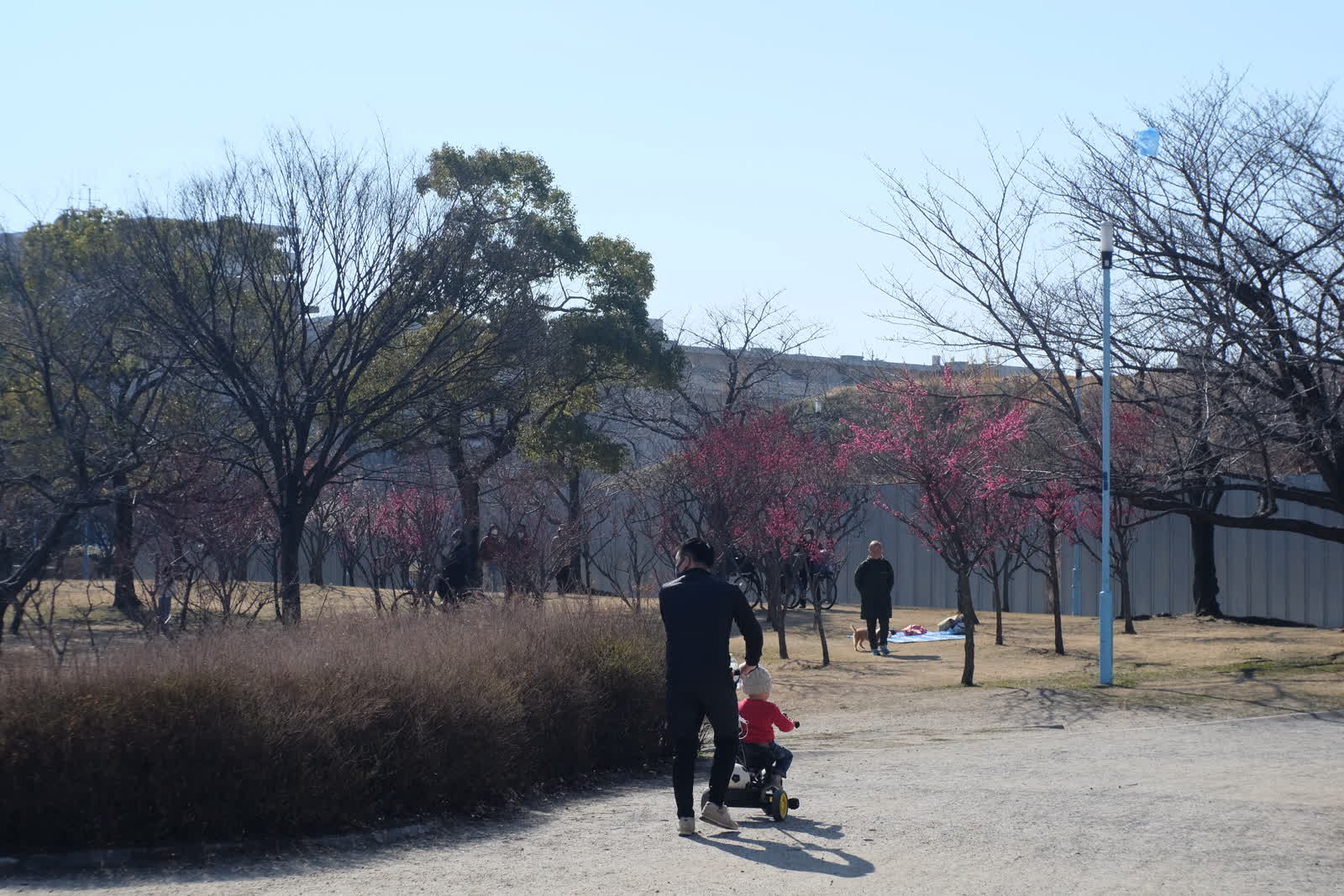 公園奥の梅の木