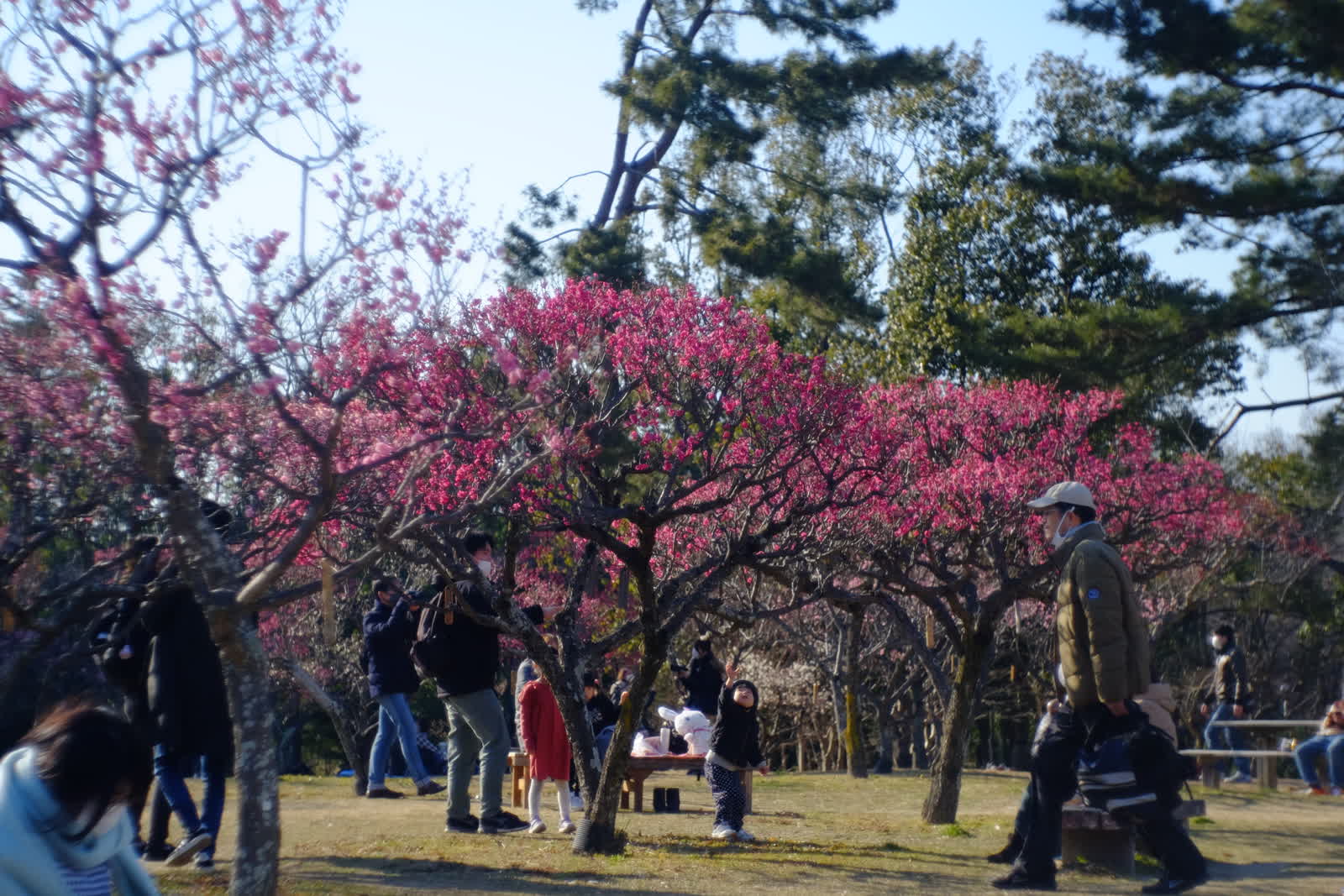 梅の花を見る人々