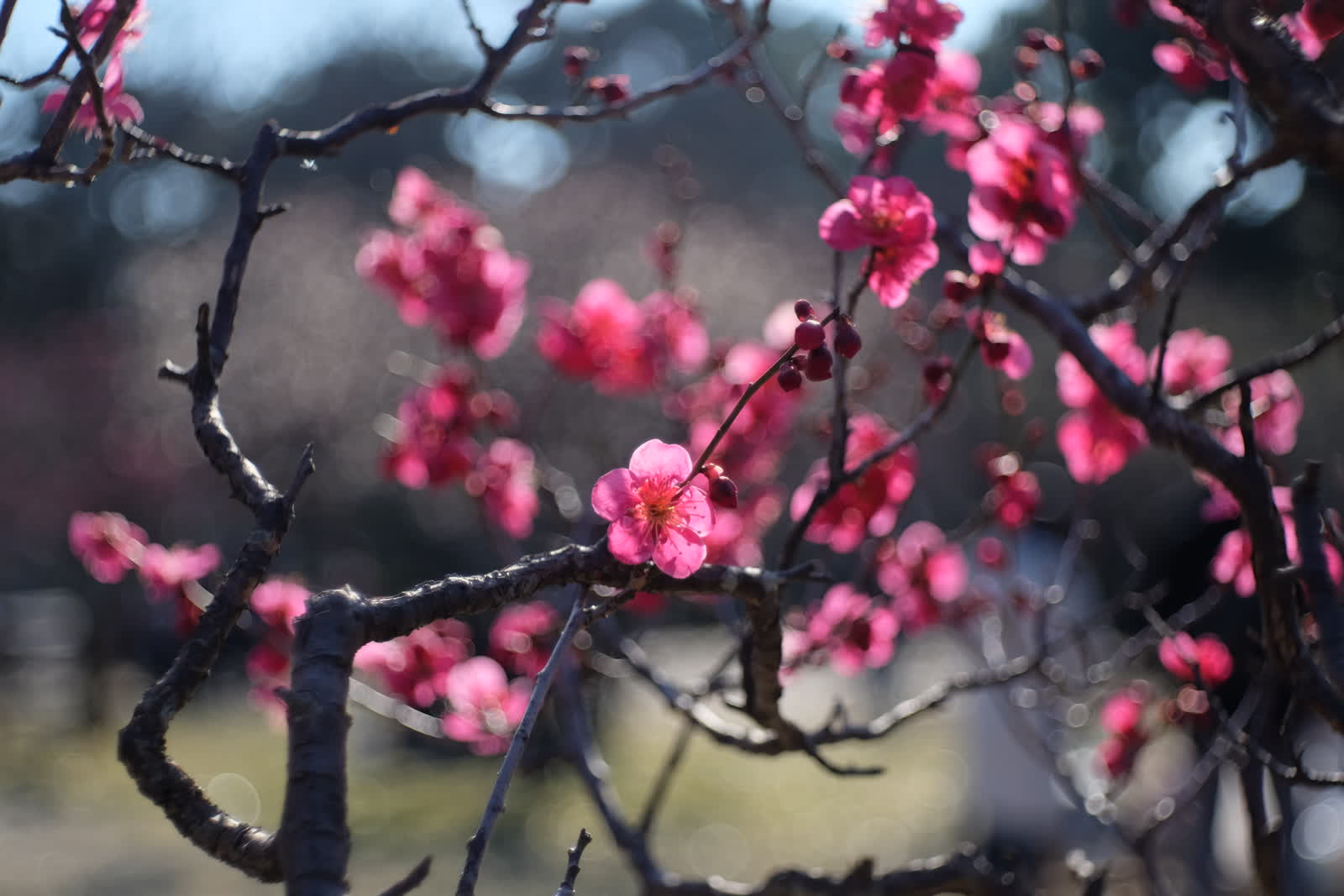 大阪 梅の花めぐりサイクリング(その3) featured image
