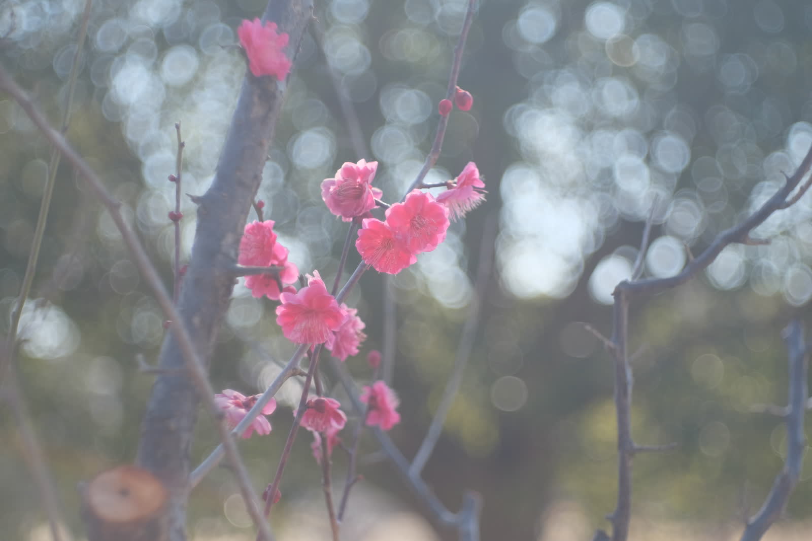 Domiplanで撮った梅の花