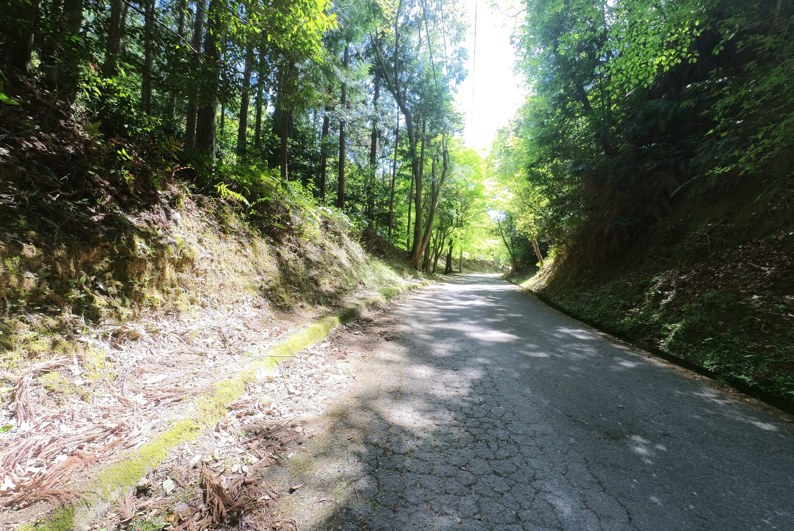 森に囲まれた細い山道