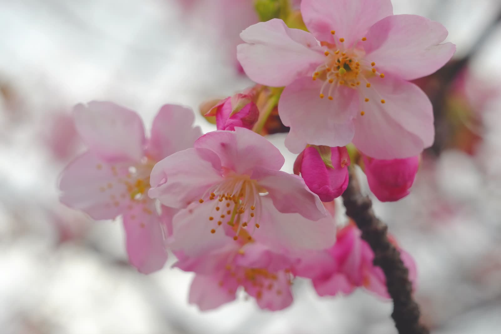 淀の河津桜を見に淀川を遡上サイクリング featured image