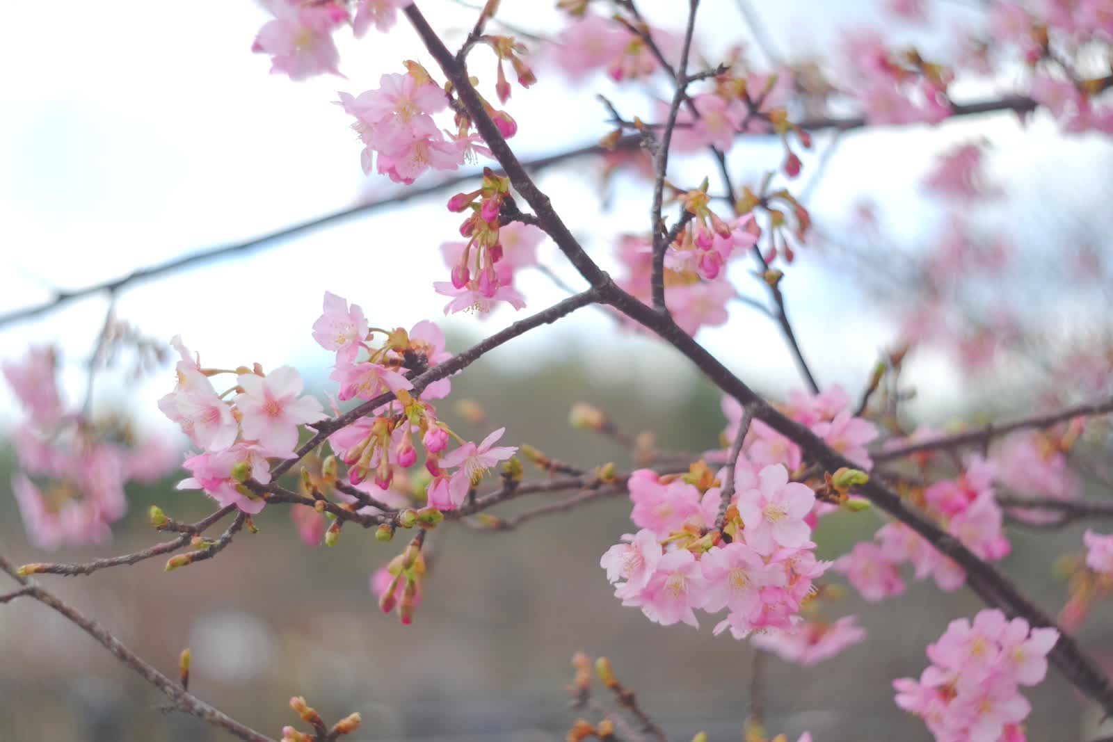 桜の花