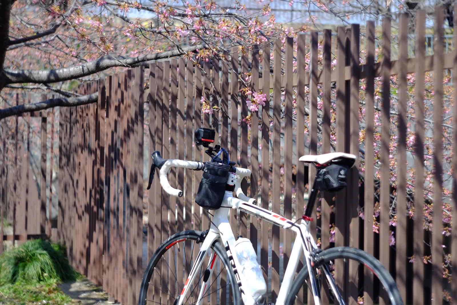 淀の河津桜と自転車