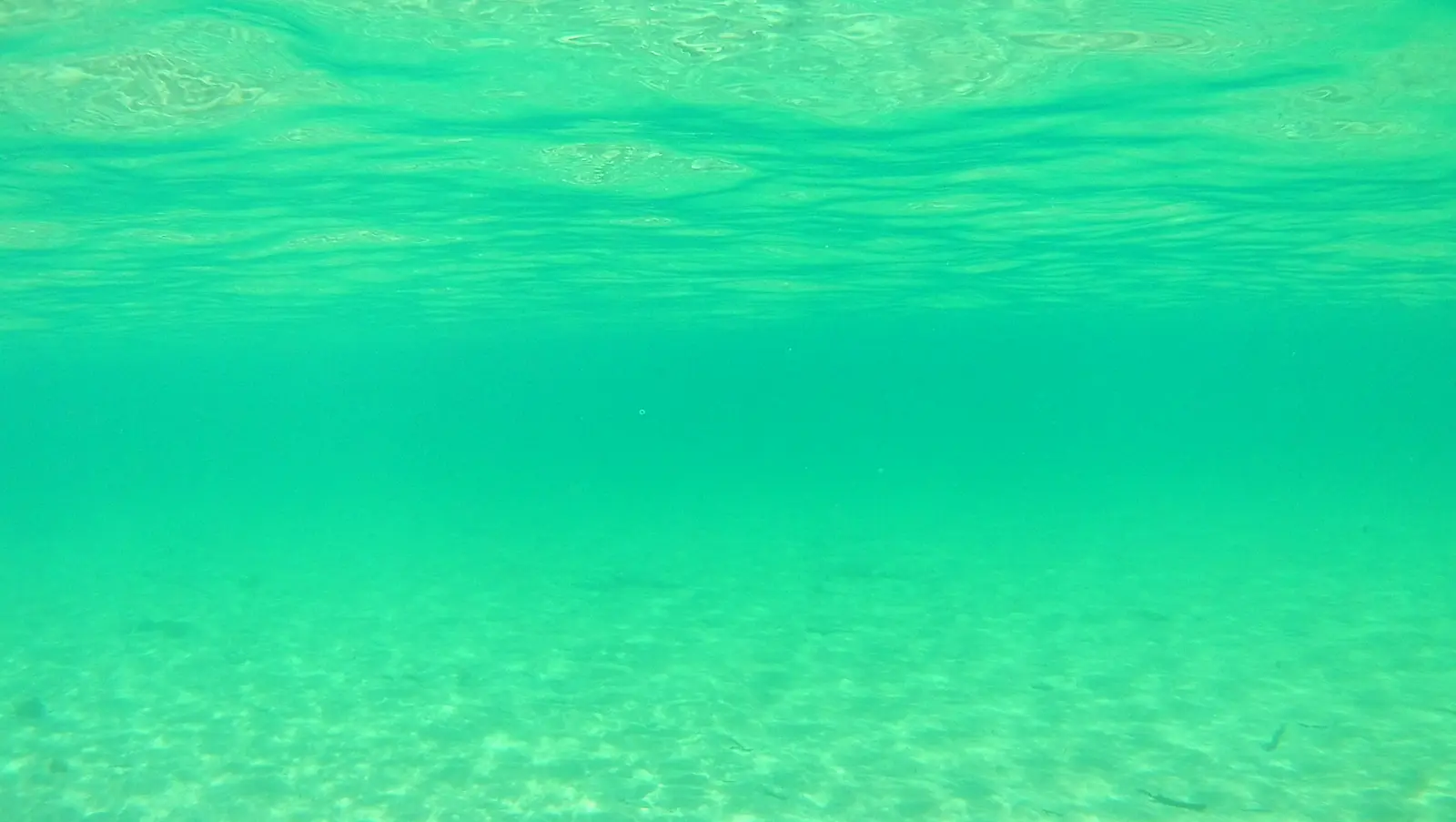 海の中