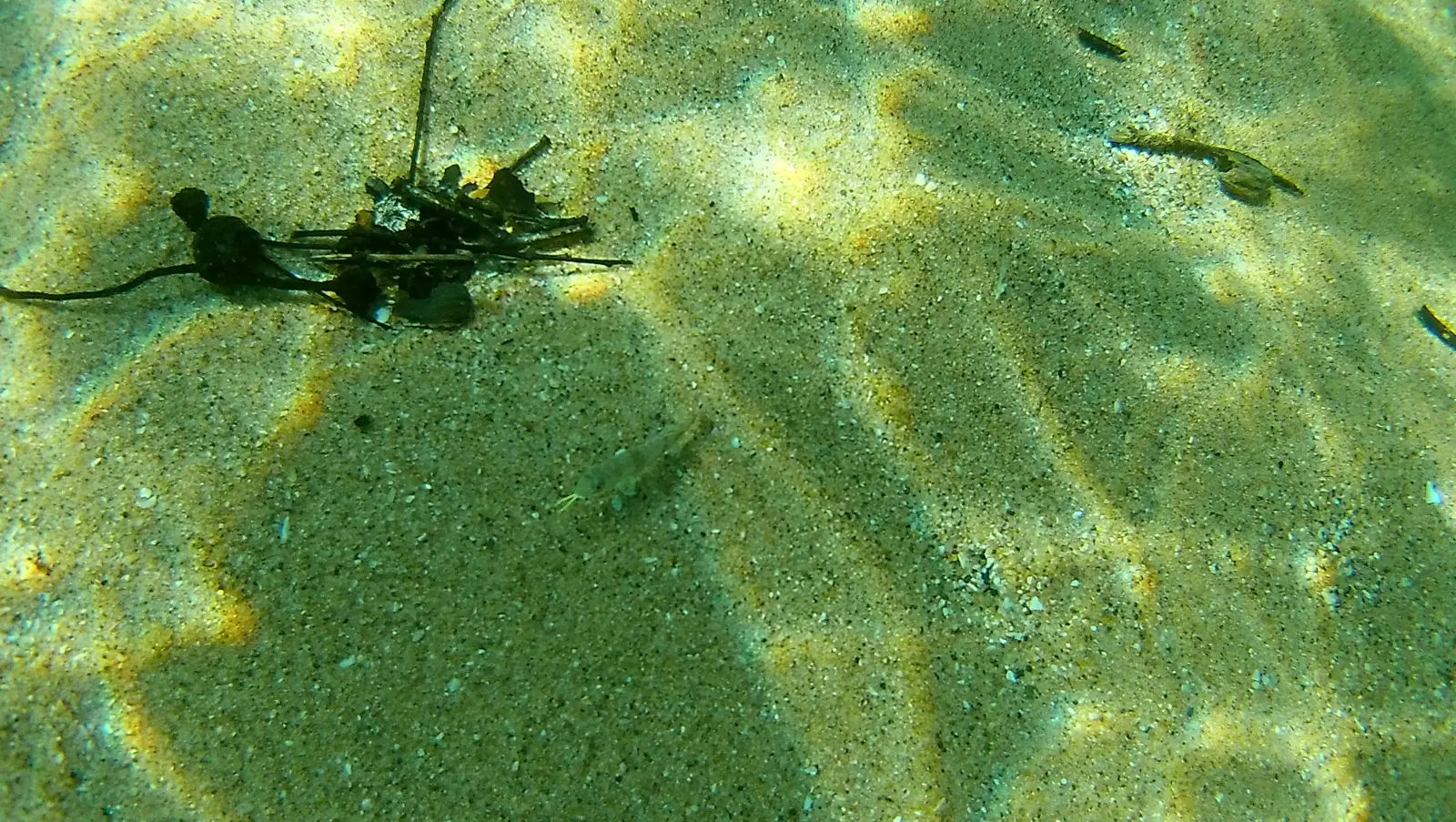 黄色いヒゲを生やした小魚