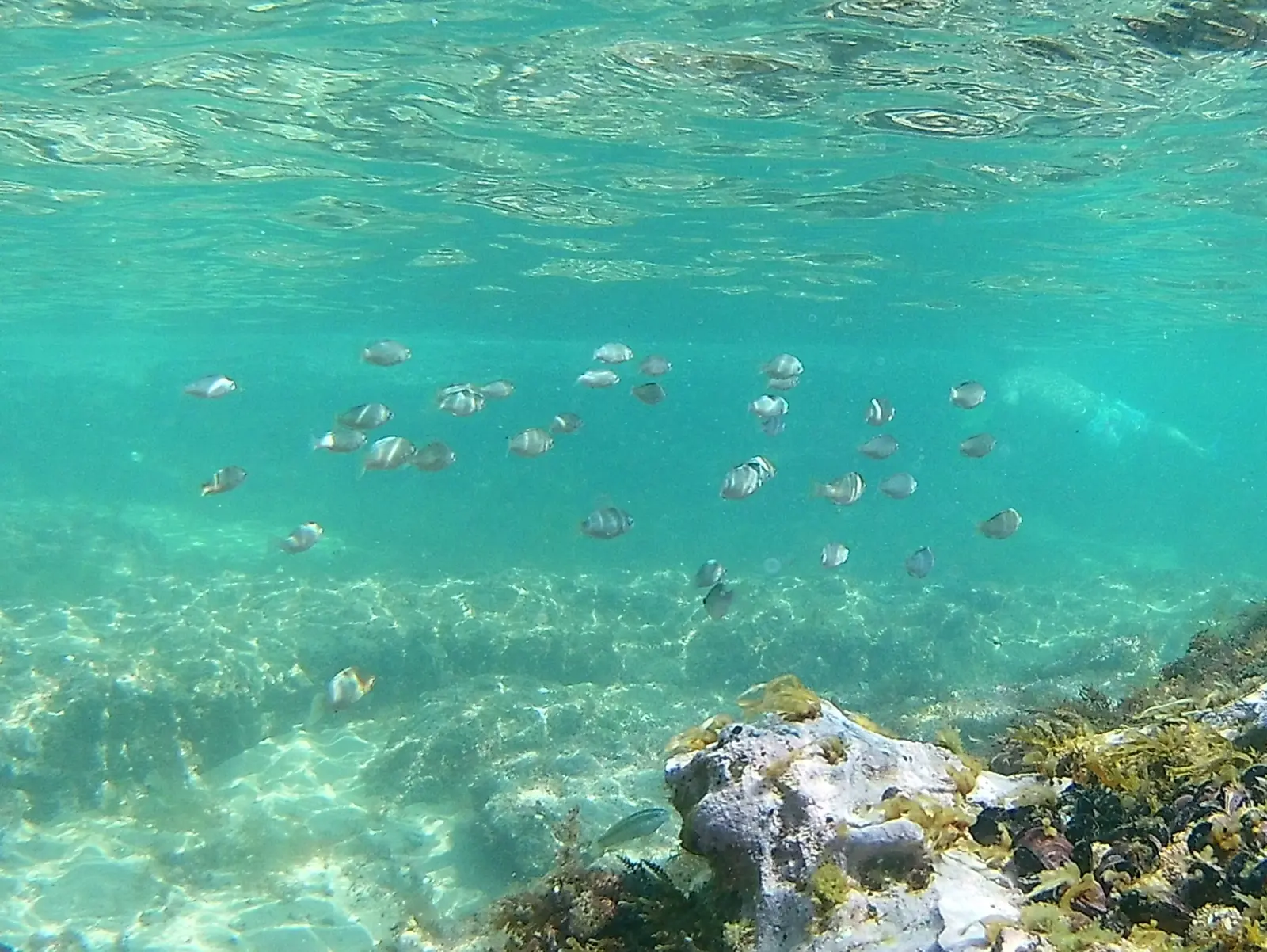 泳ぐ小魚