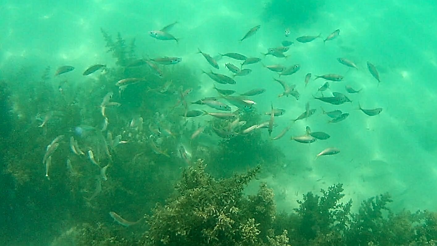 小魚の群れ