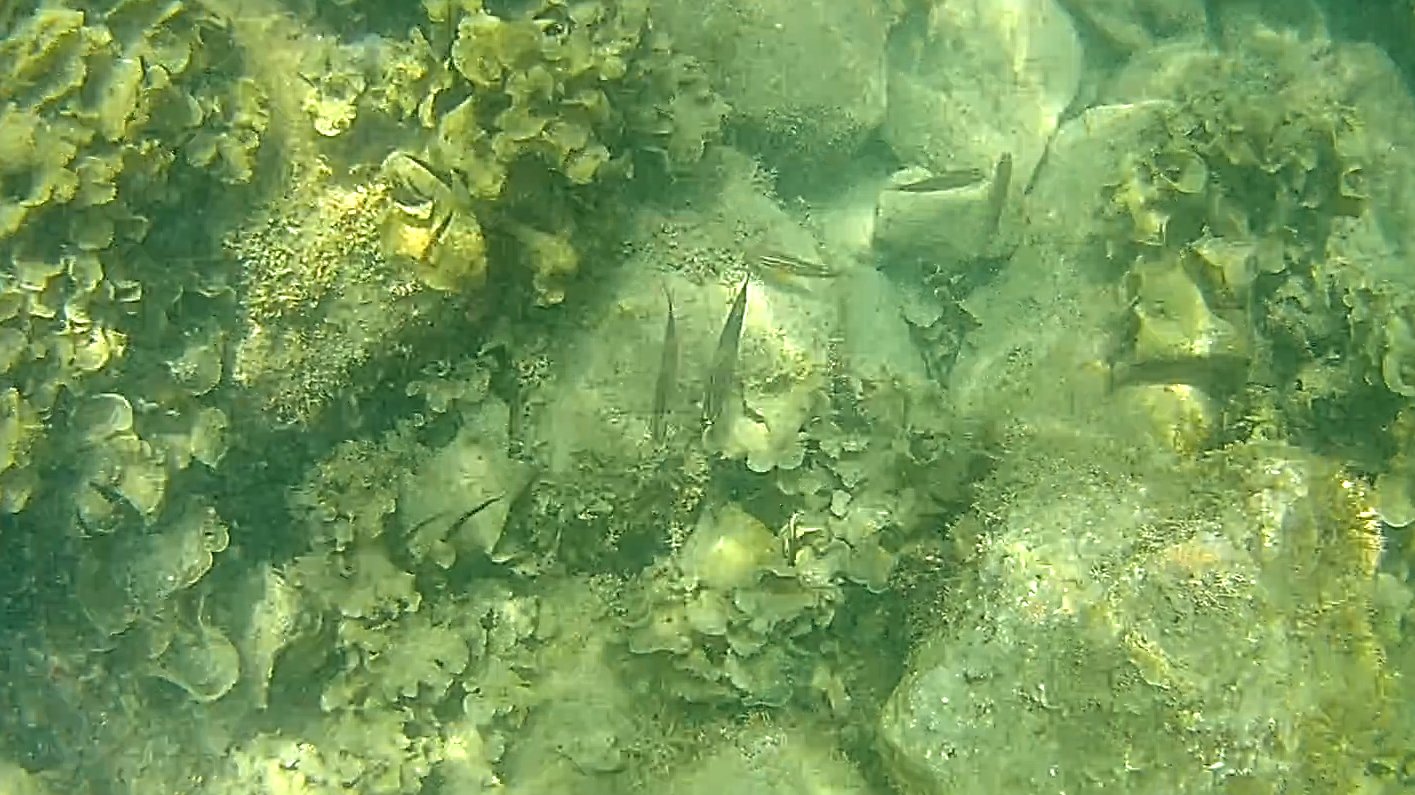 人工磯付近の小魚
