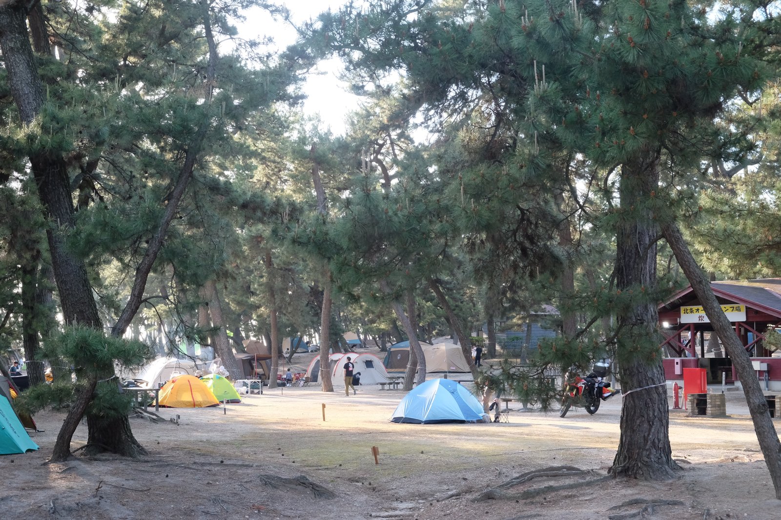 一般キャンプサイトの風景