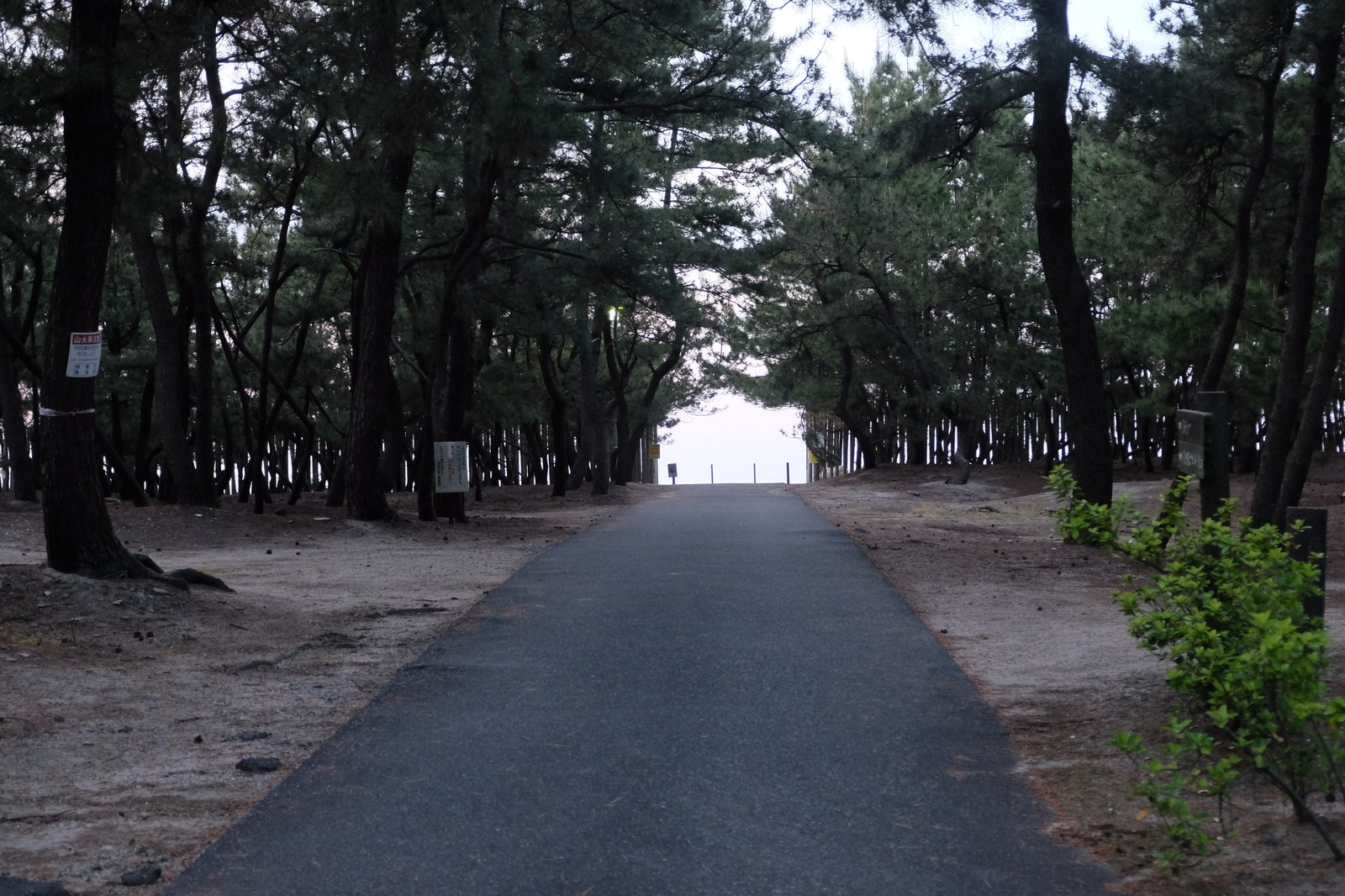 海へ出る道