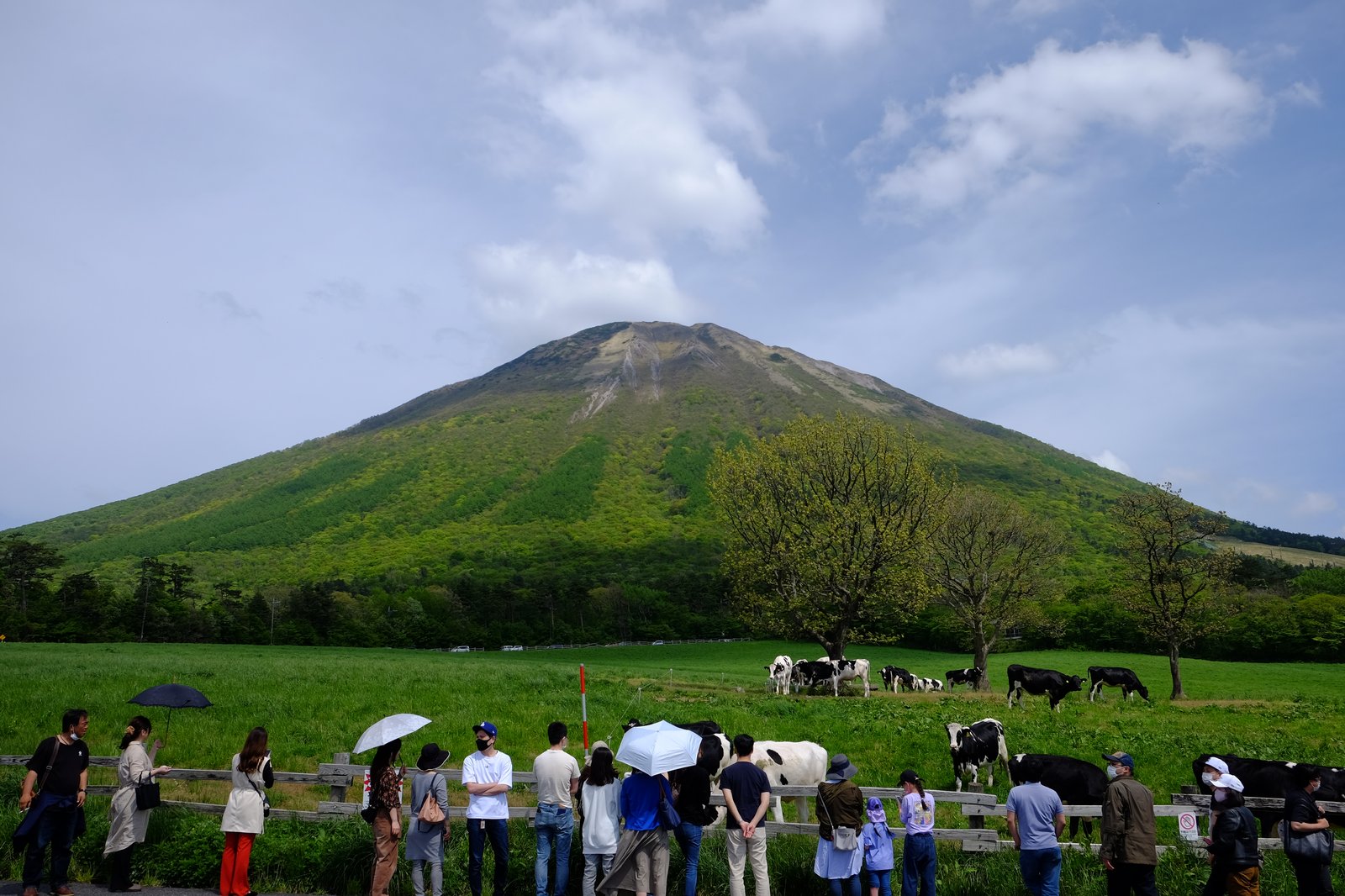 牧場の牛を見る人々
