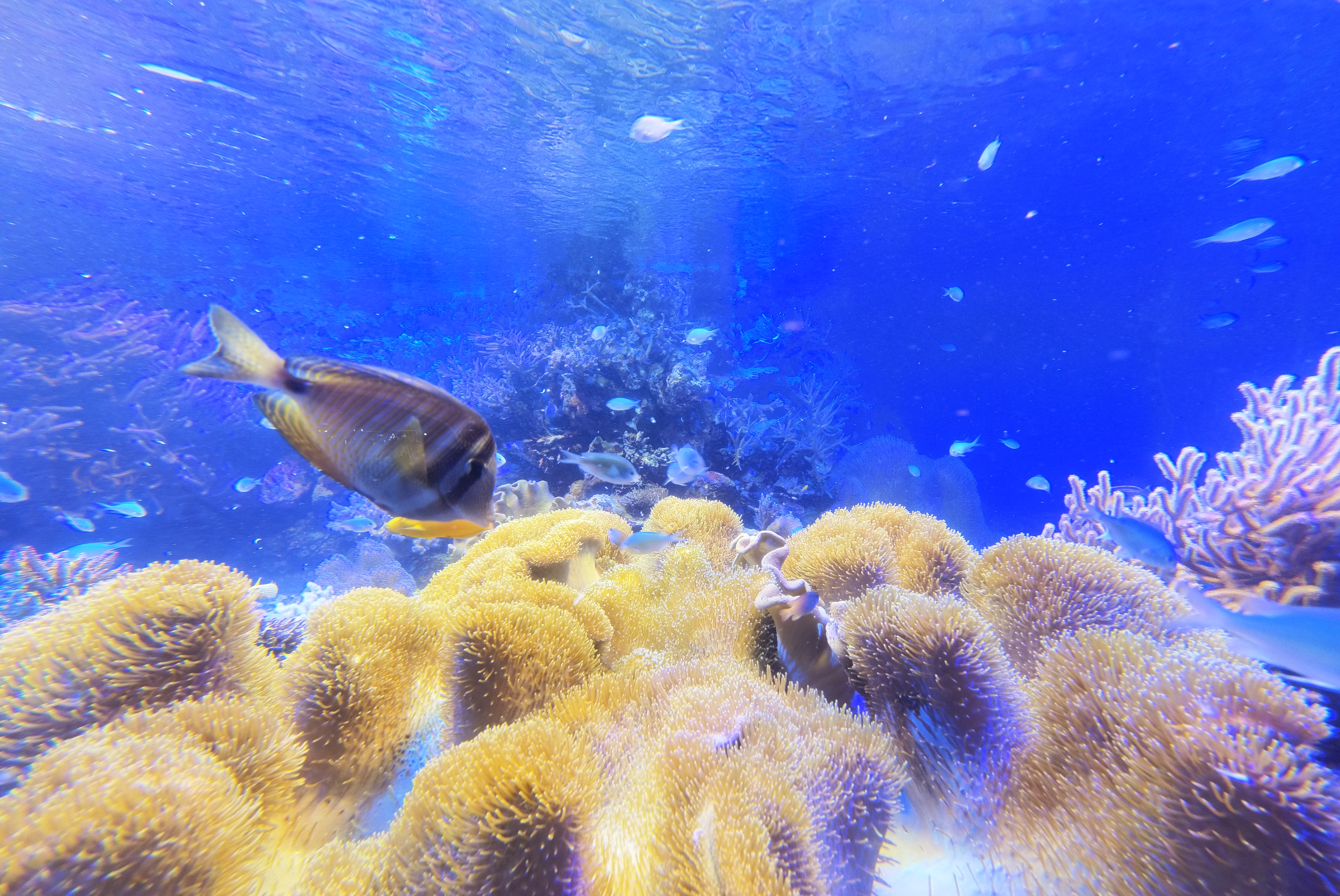 鳥羽水族館の魚たち