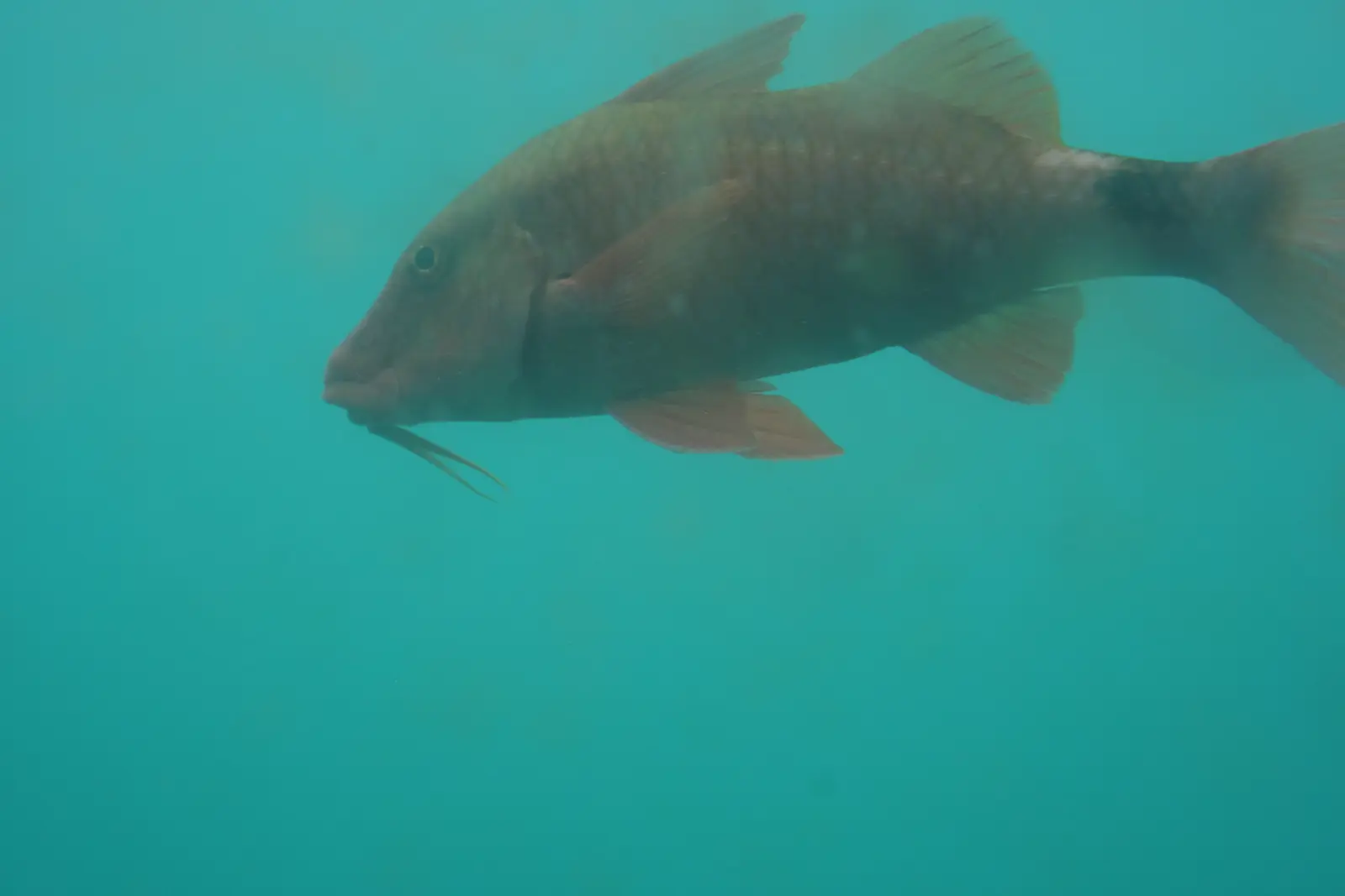 海中展望台から海を泳ぐ魚を見る