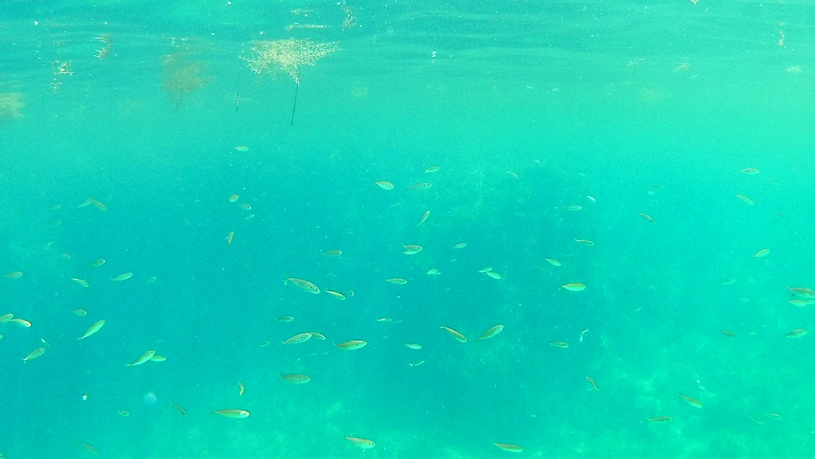 小魚