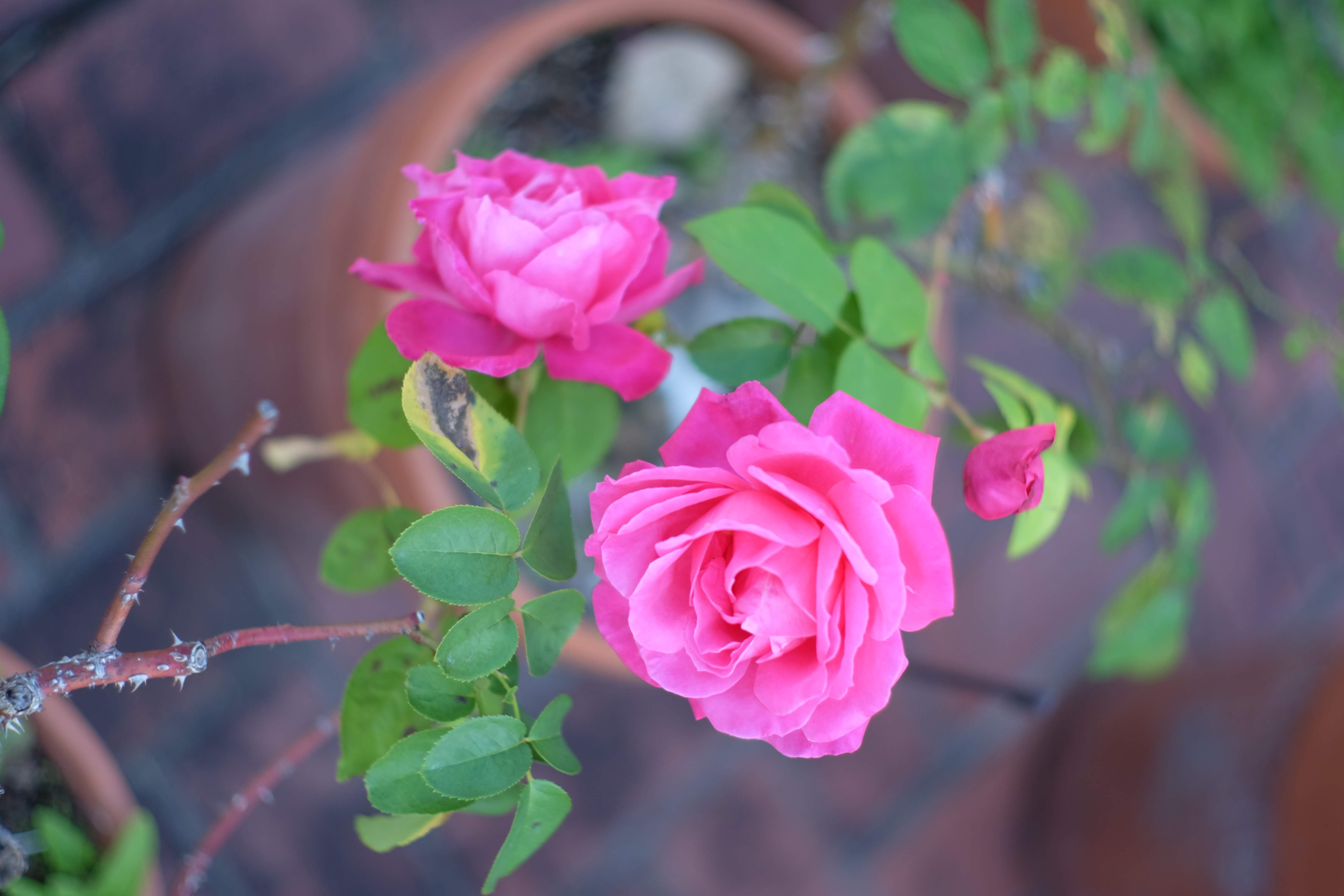 薔薇の花