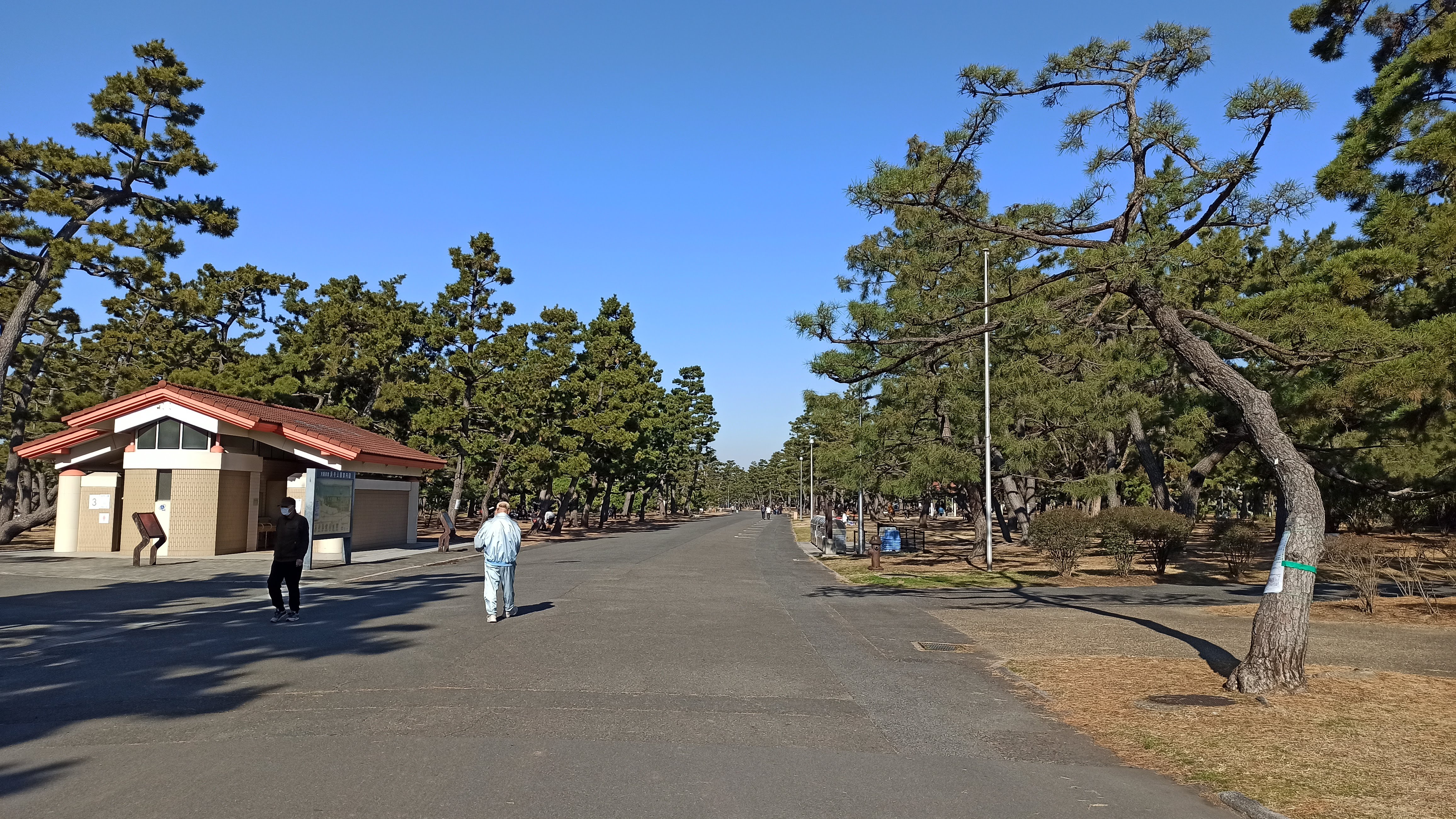 松林を通る公園内の道