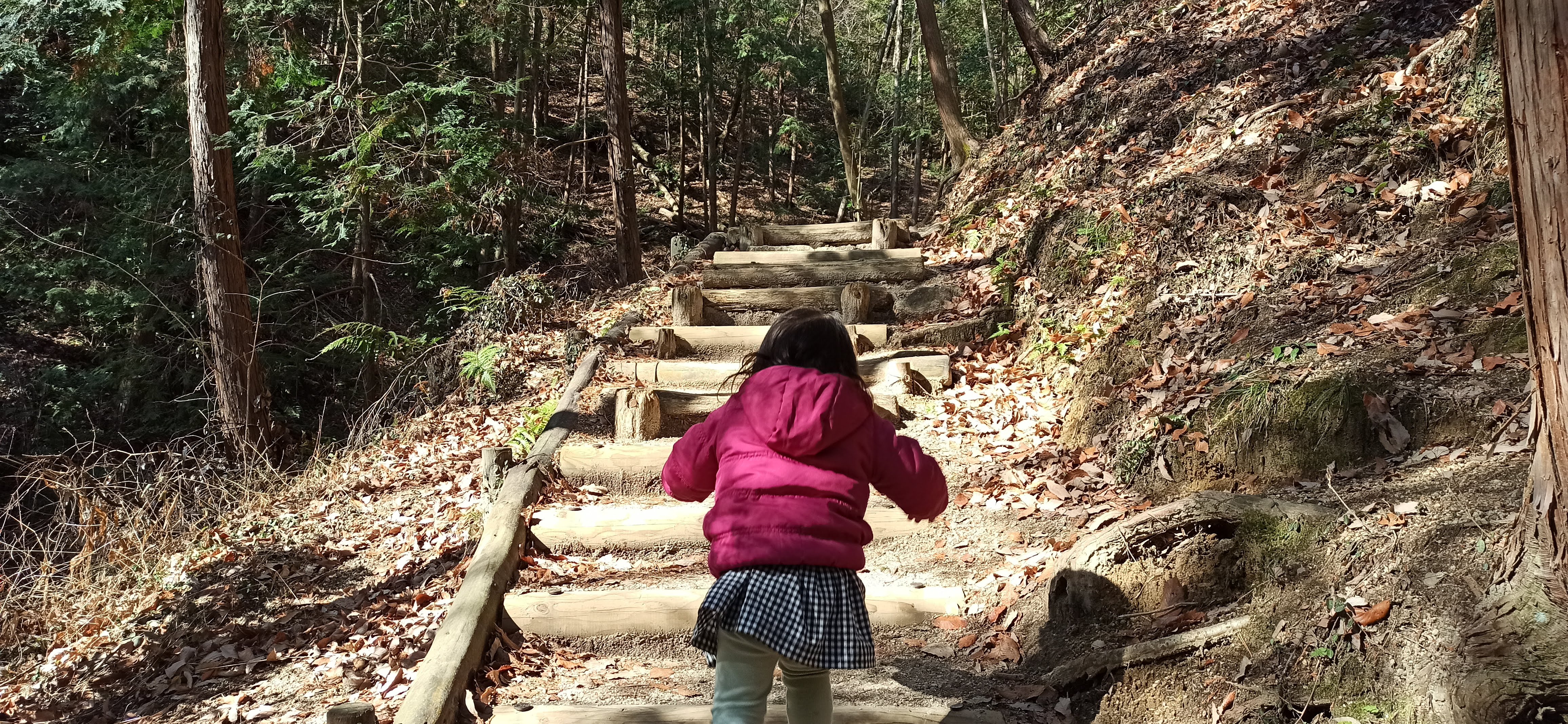 登山道を登る
