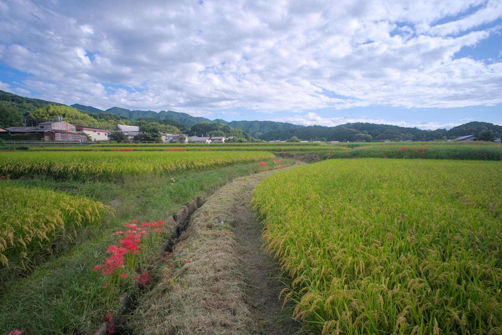 田園を通る舗装の無い道