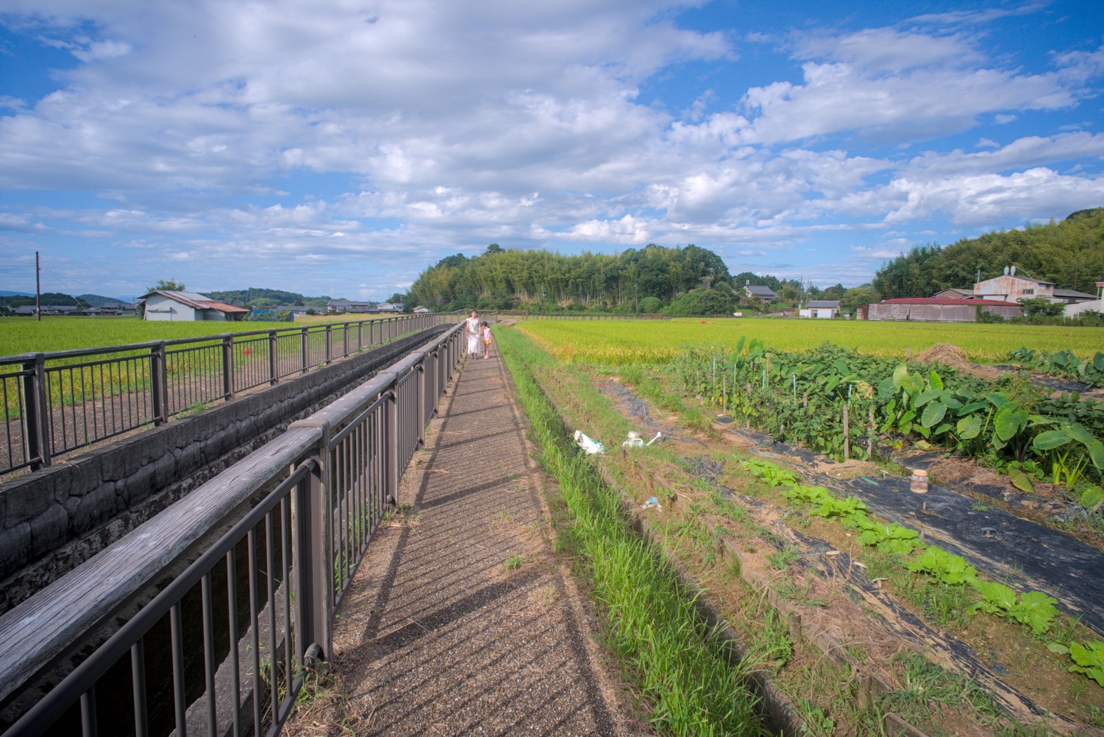 用水路沿いの道